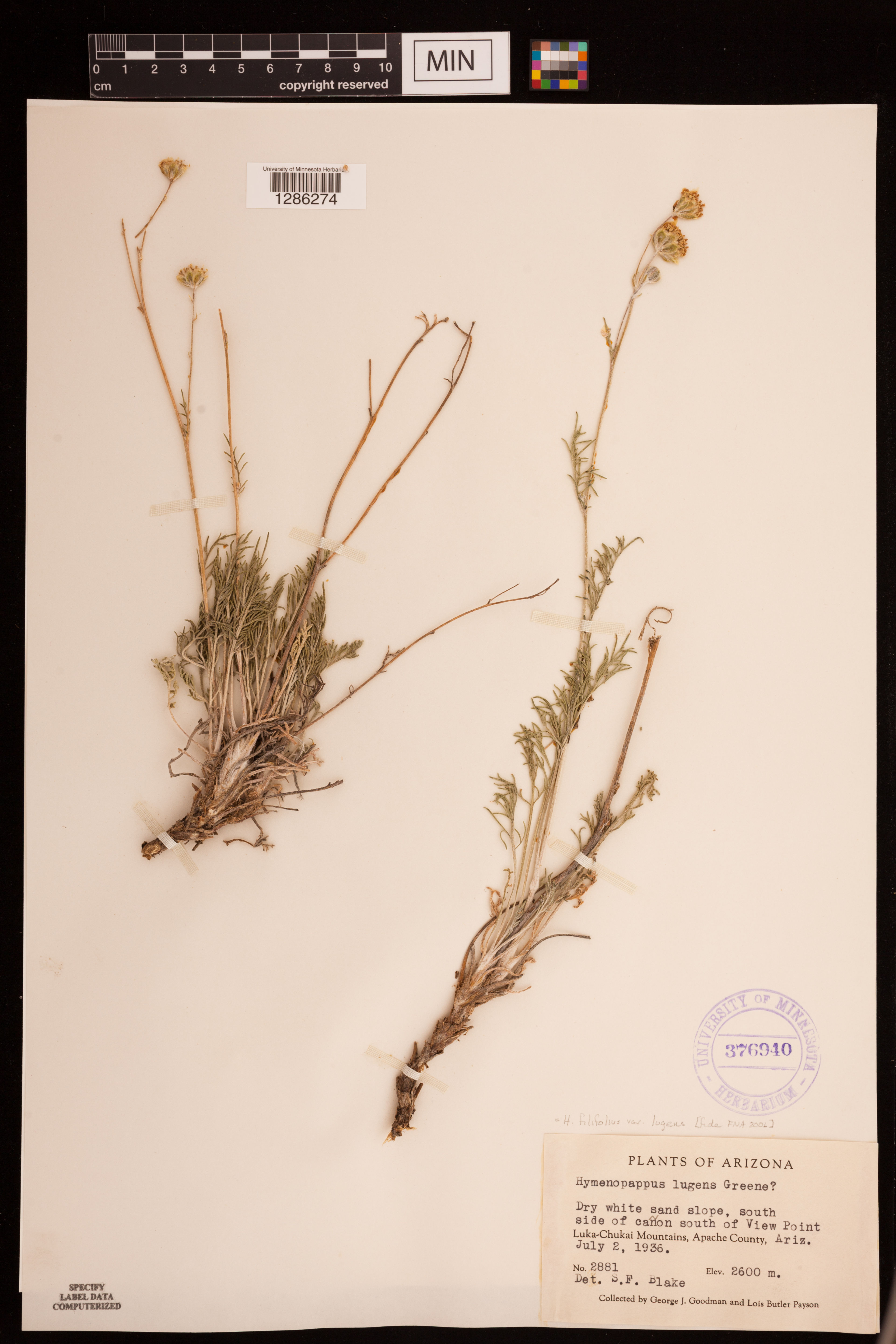Hymenopappus lugens - 26
