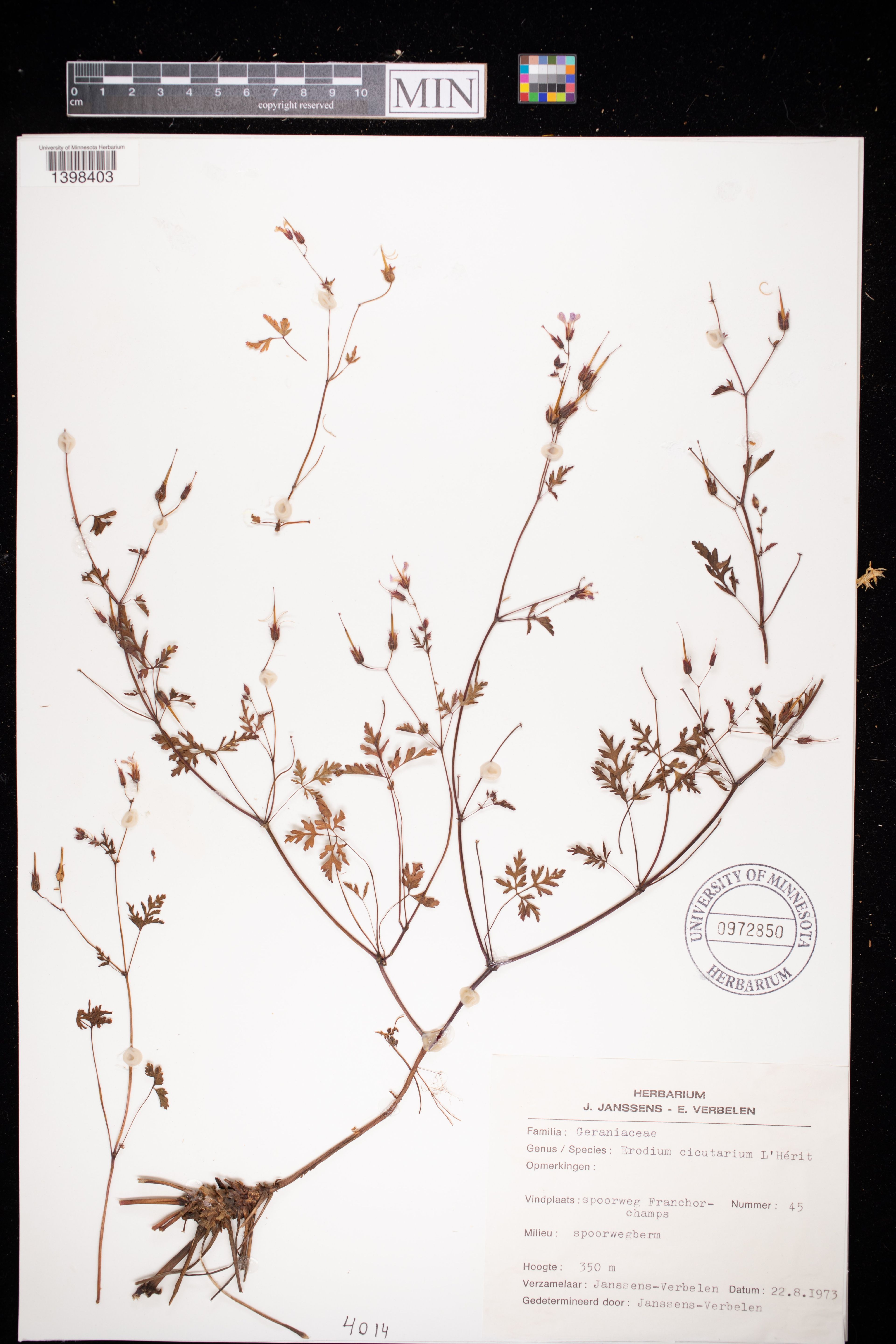 Erodium cicutarium - 2