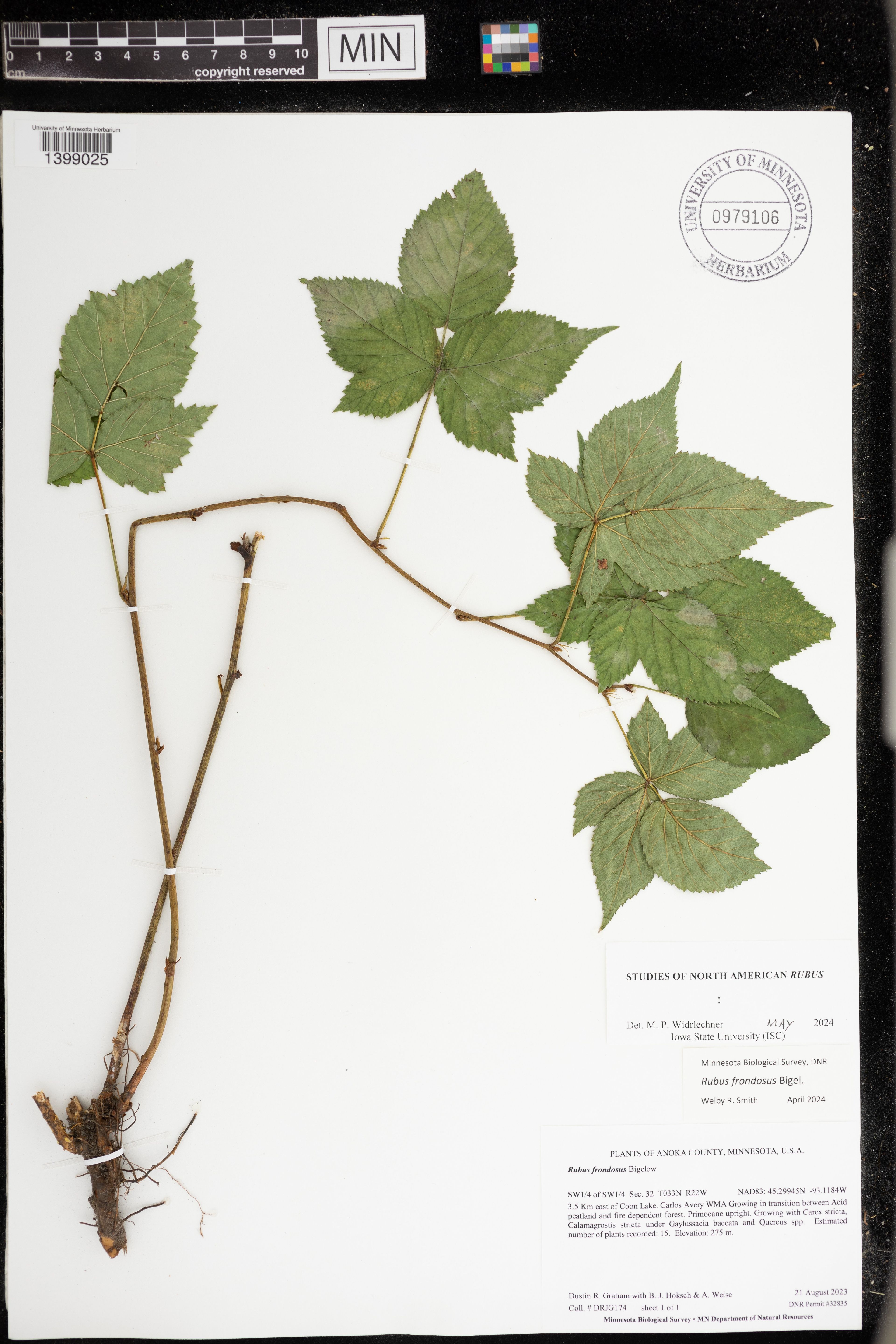 Rubus frondosus - 163