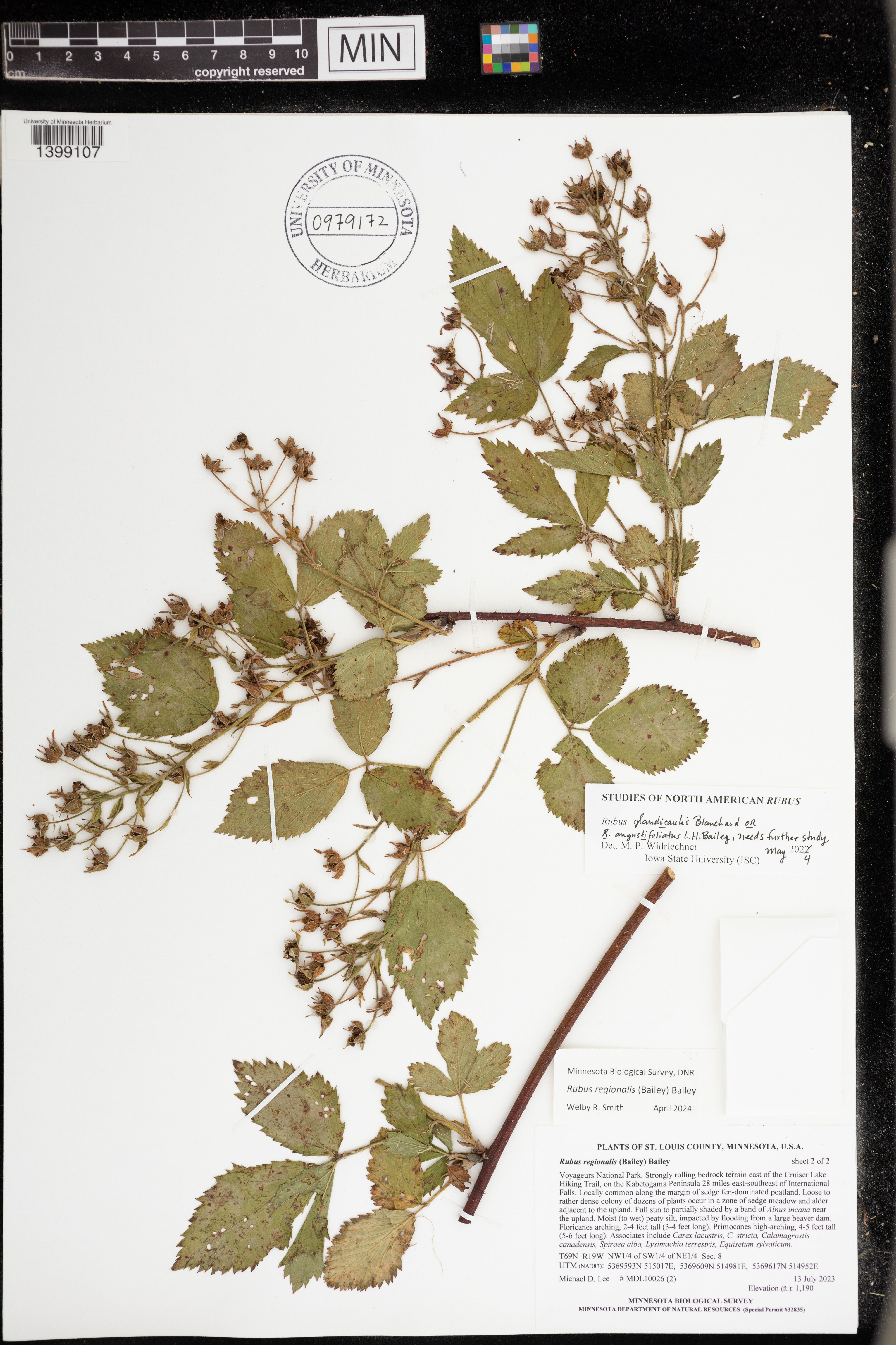 Rubus glandicaulis - 126