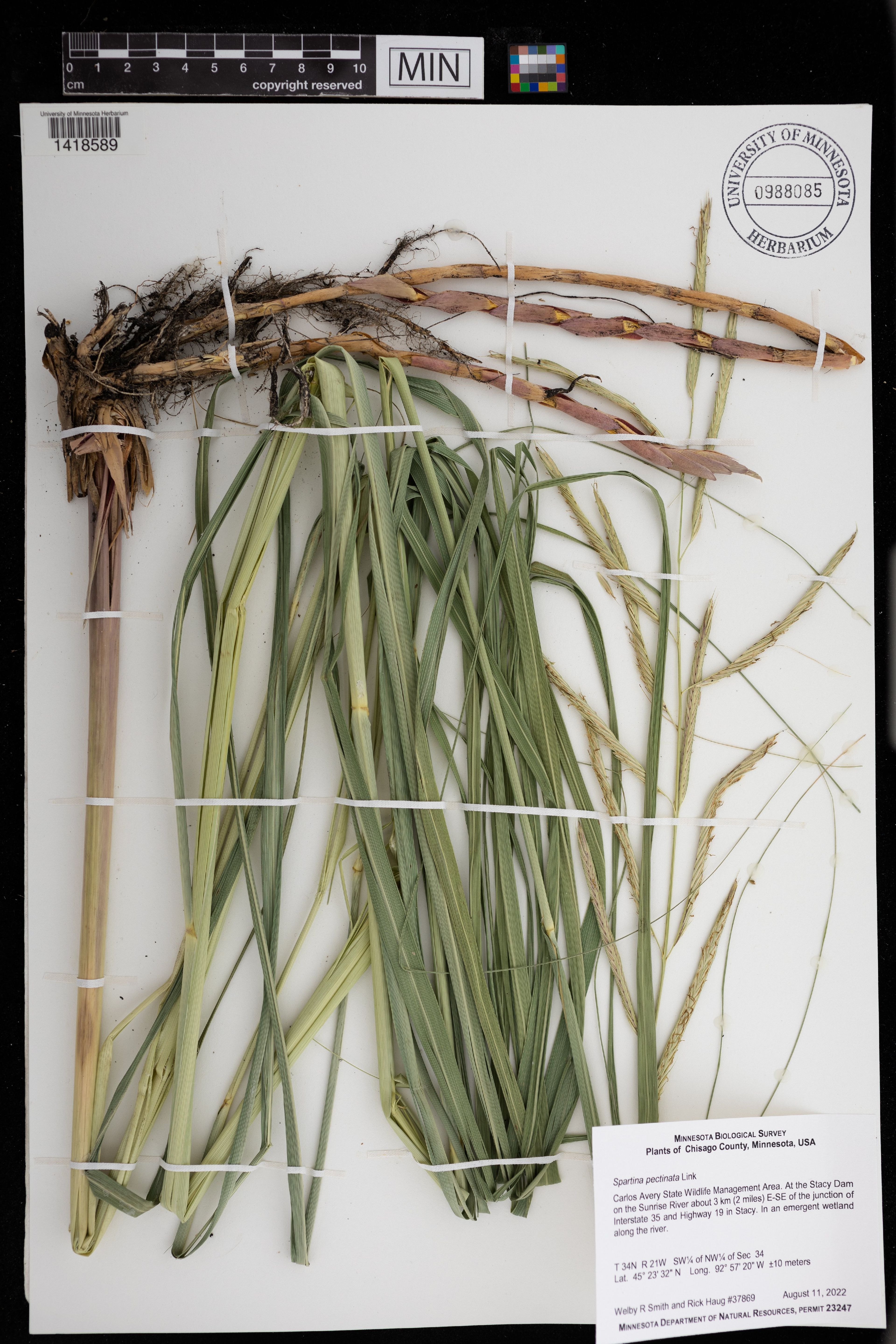 Spartina pectinata - 98