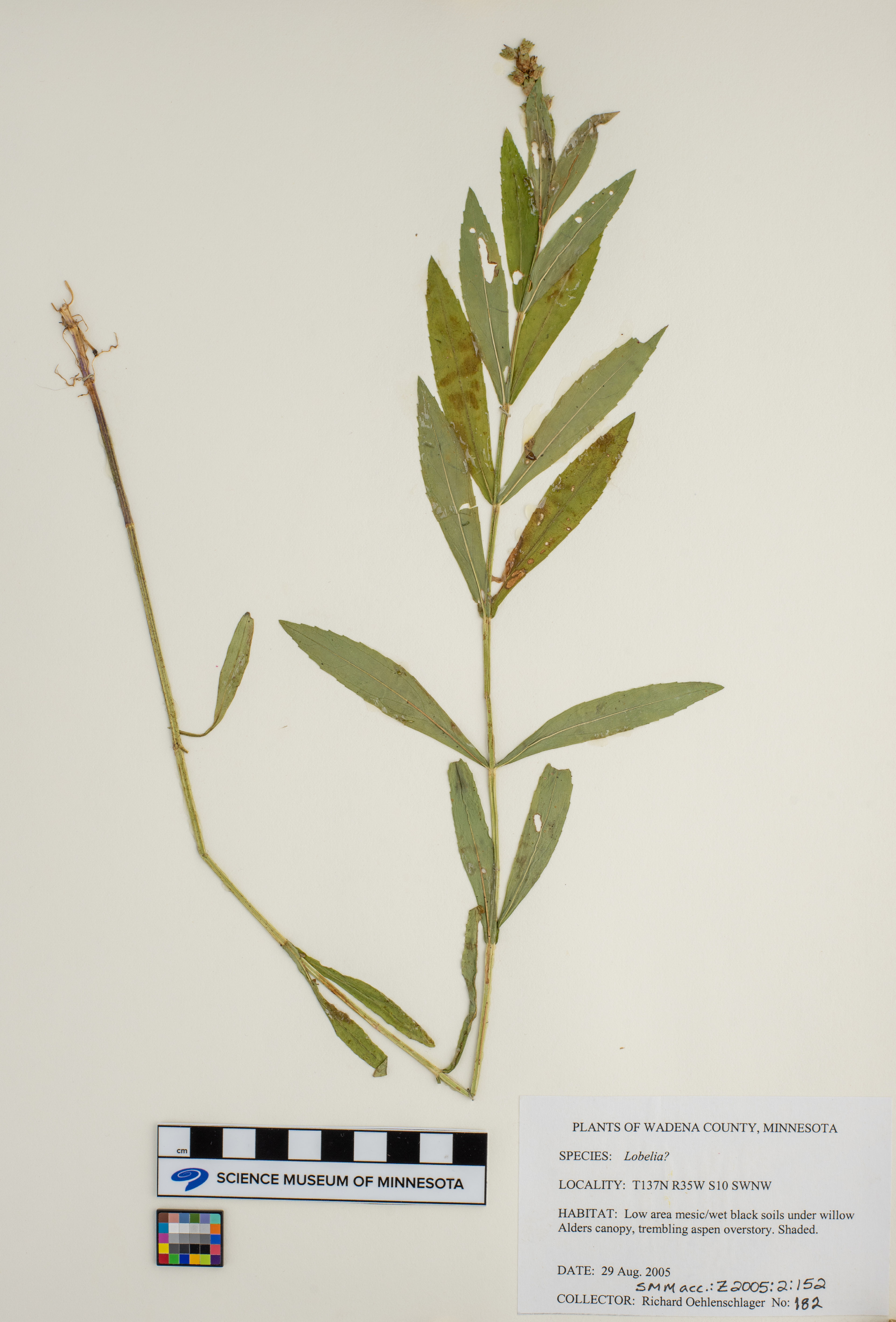 Lithospermum caroliniense - 66