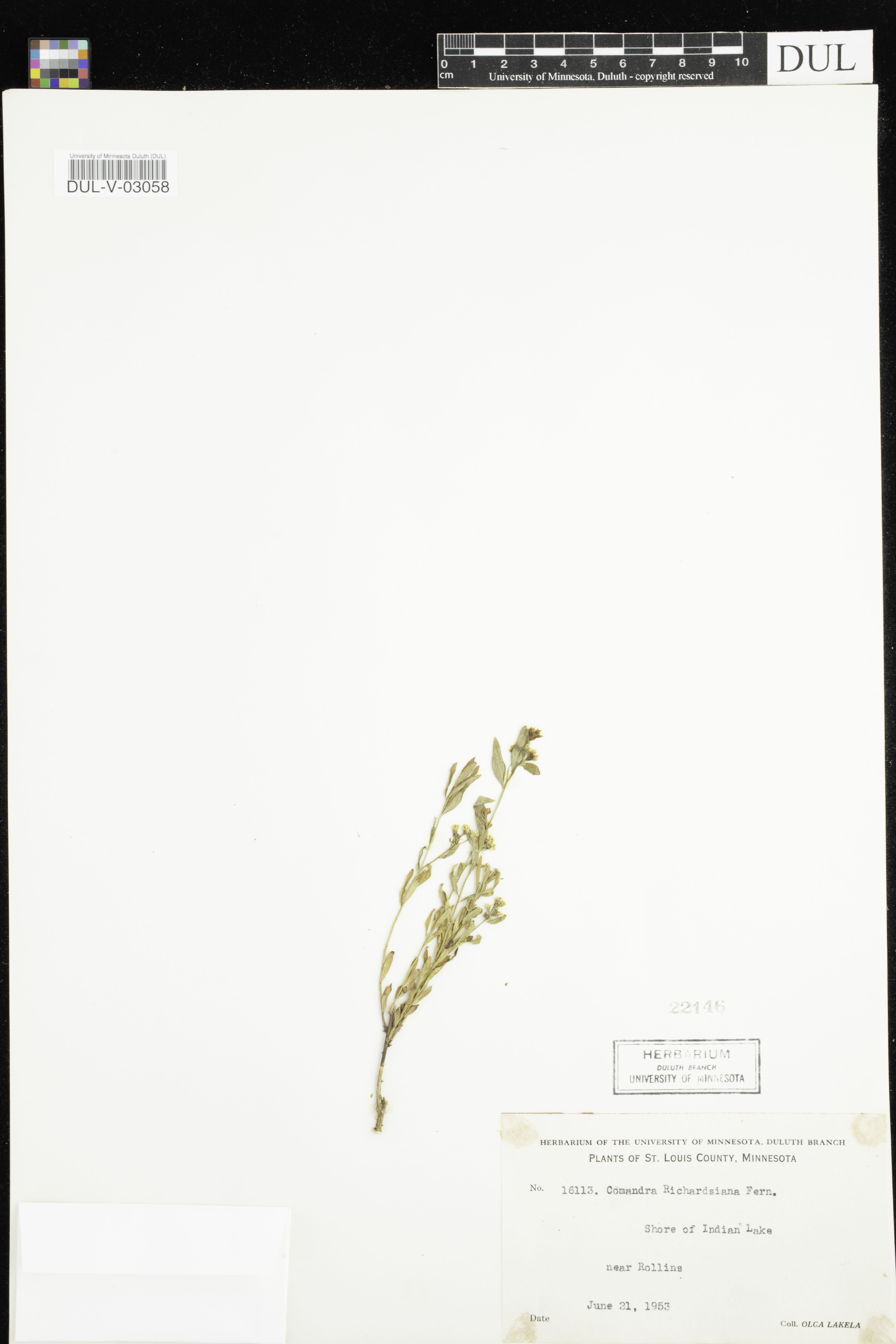 Comandra richardsiana - 49