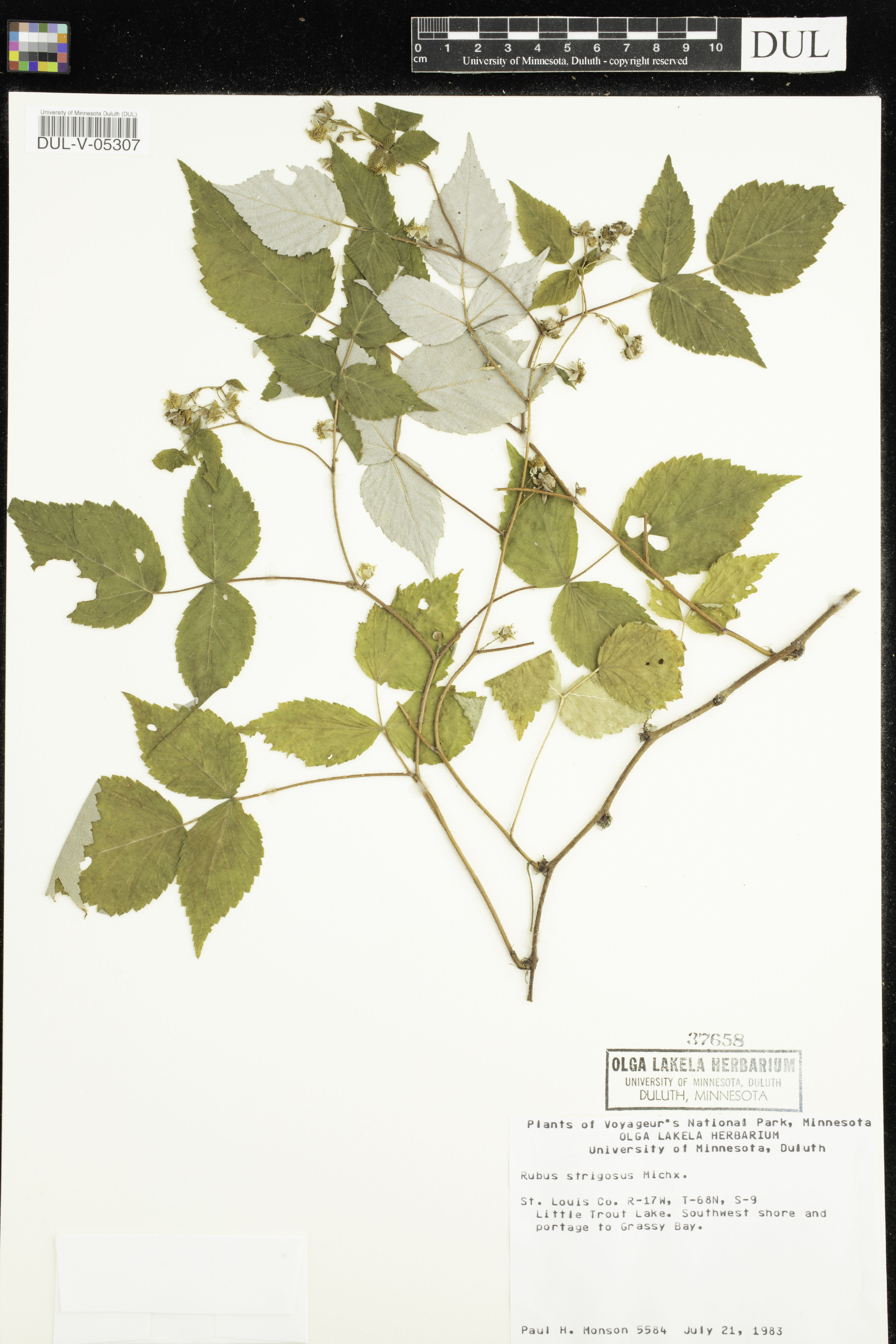 Rubus strigosus - 4