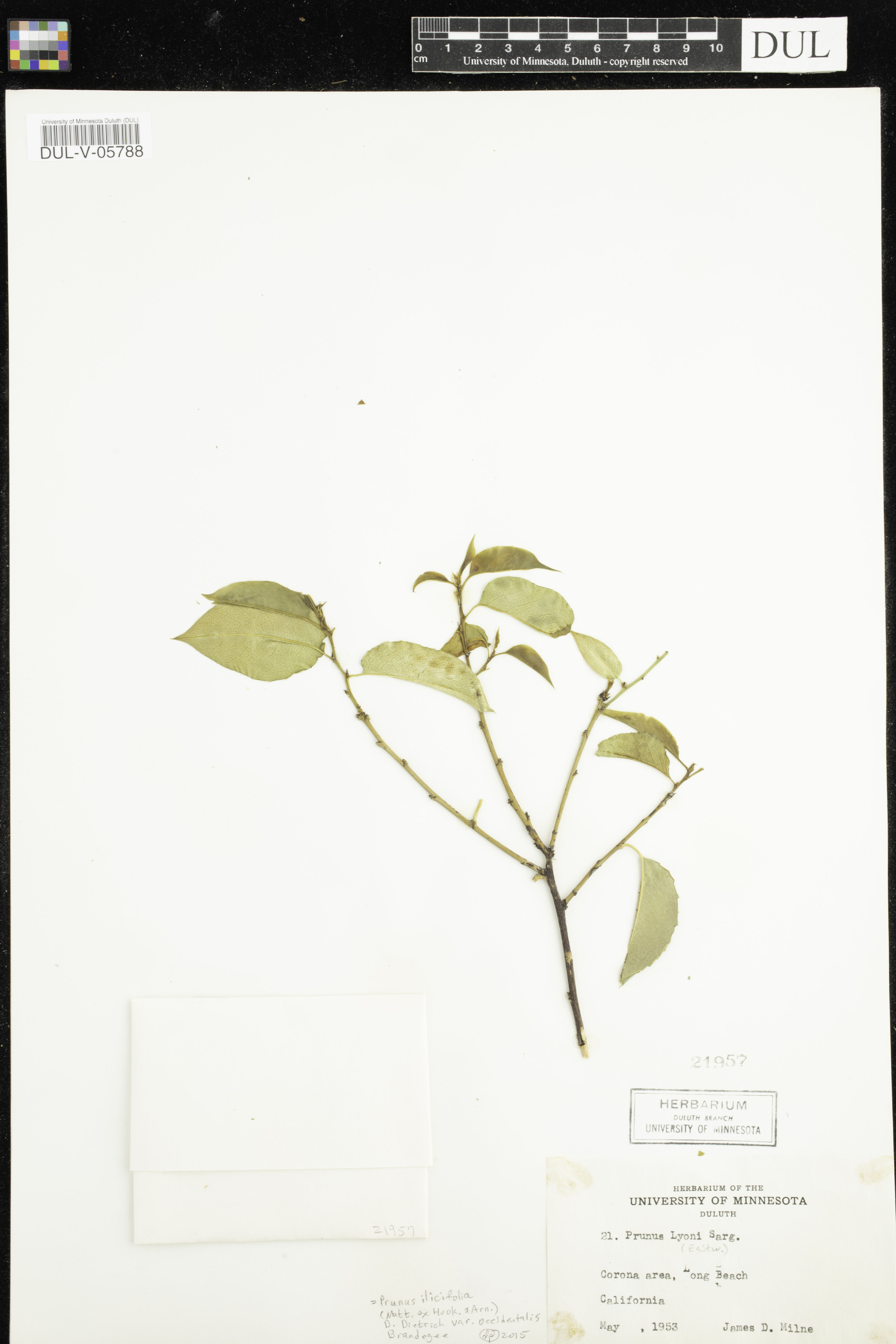 Prunus lyonii - 32