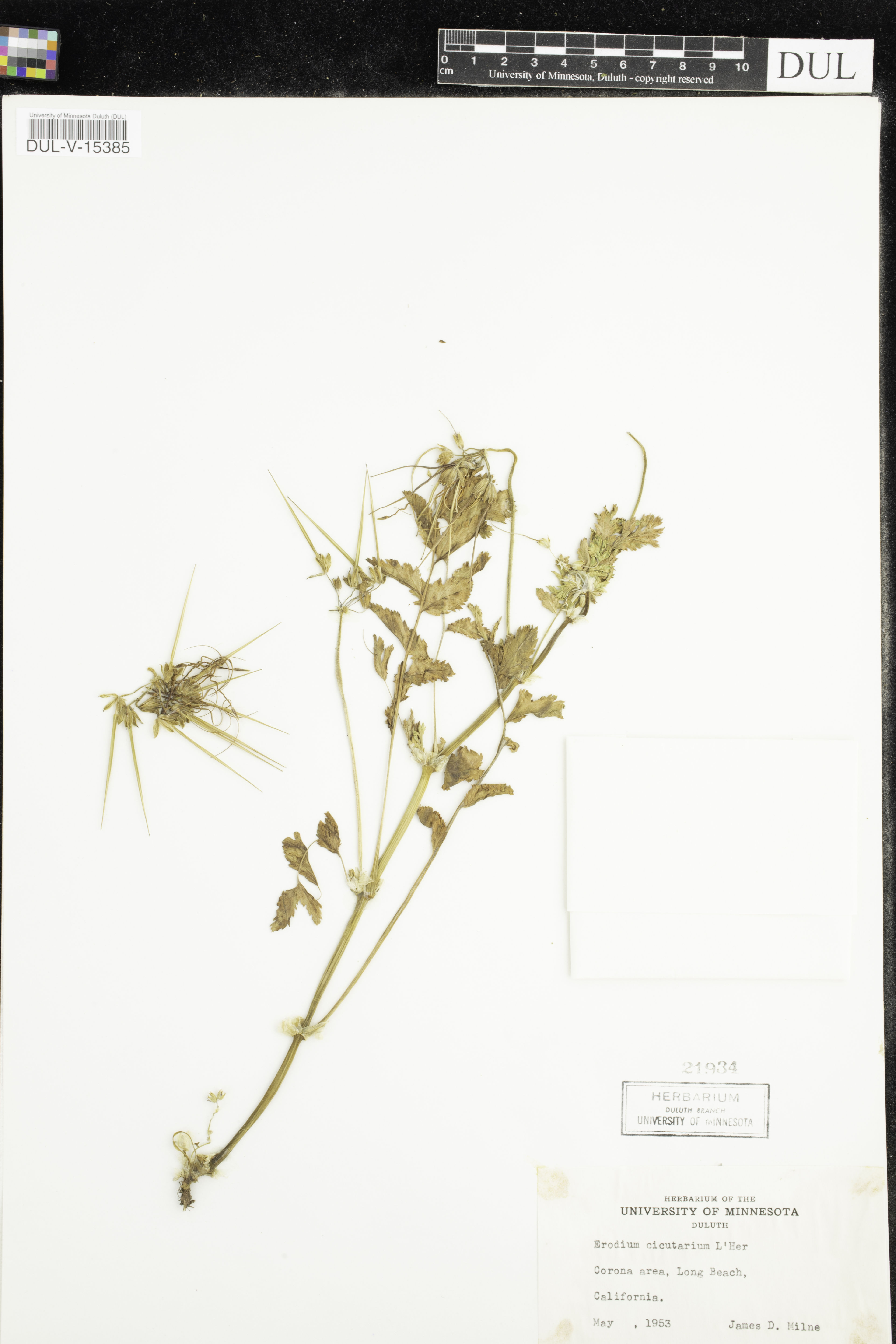 Erodium cicutarium - 20