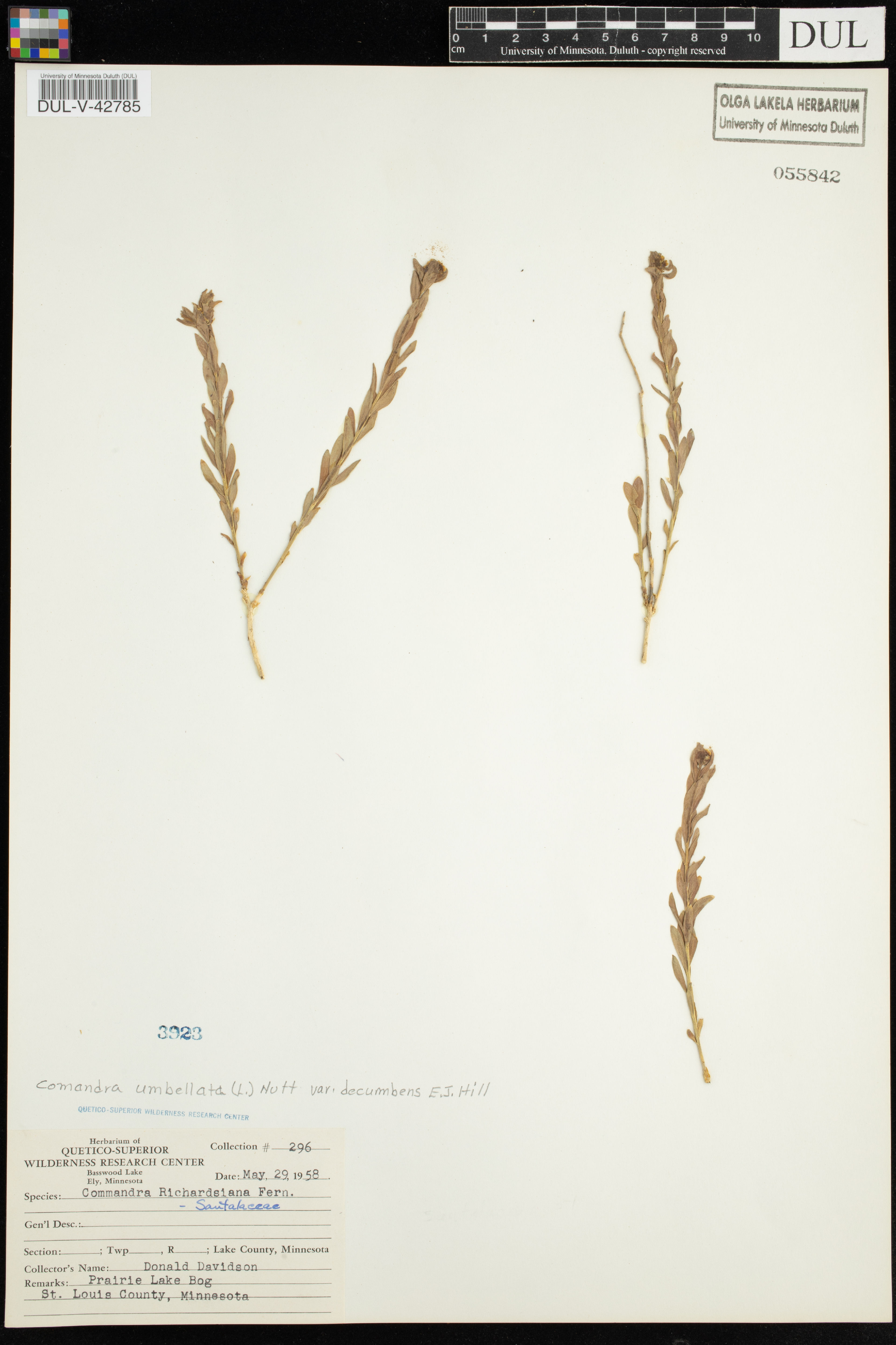 Comandra richardsiana - 38