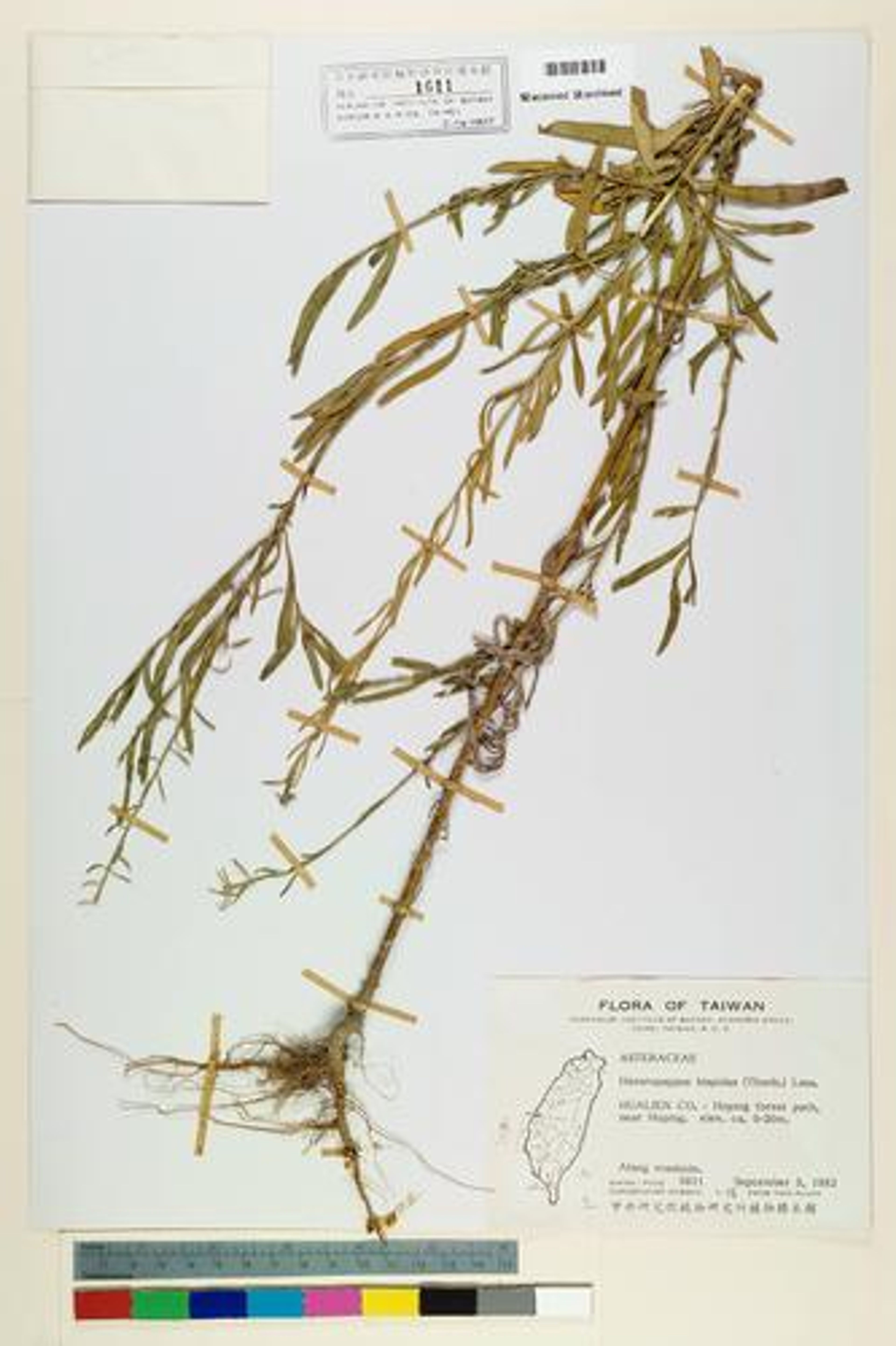 Heteropappus hispidus - 83