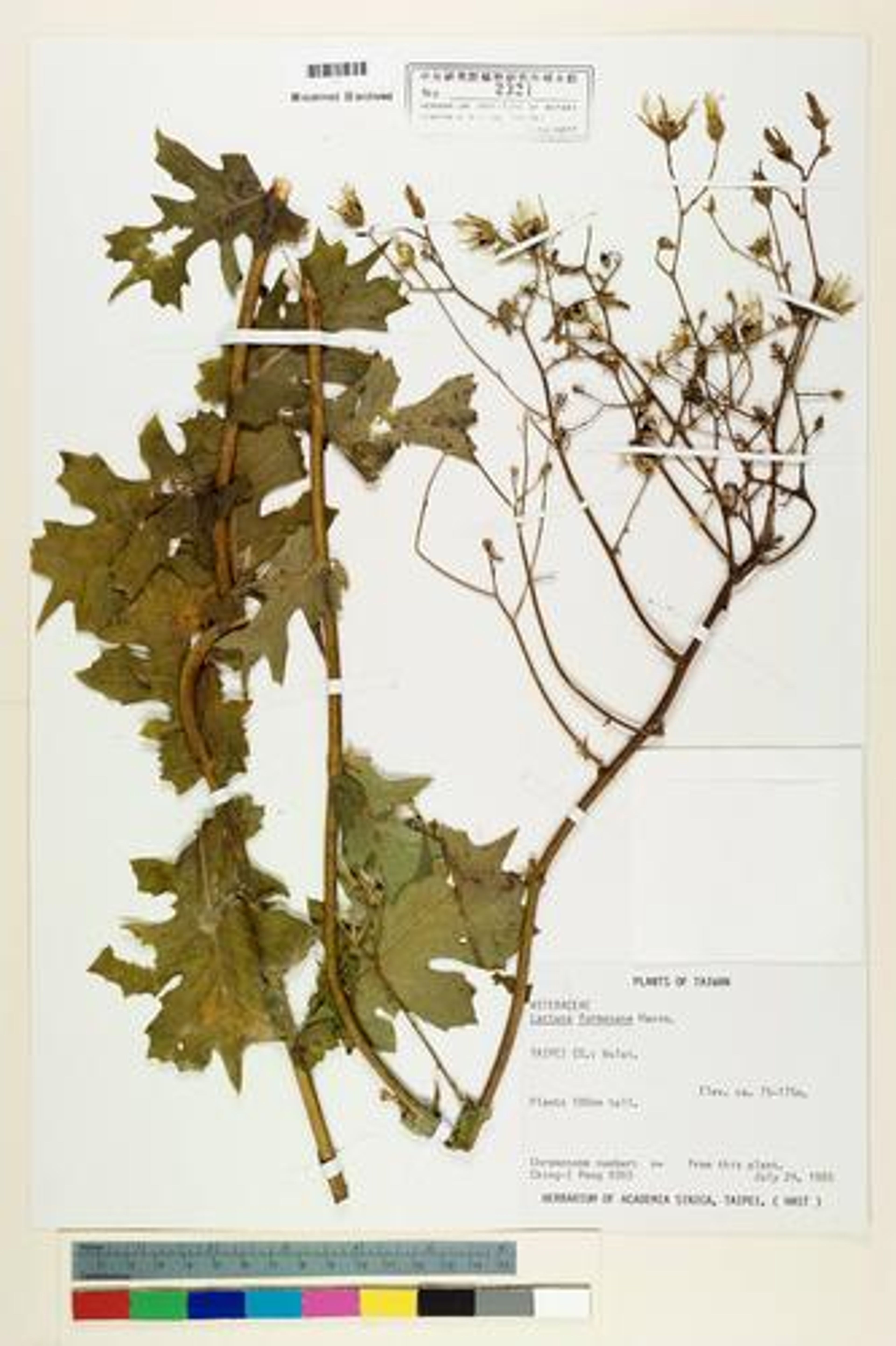 Lactuca formosana - 129