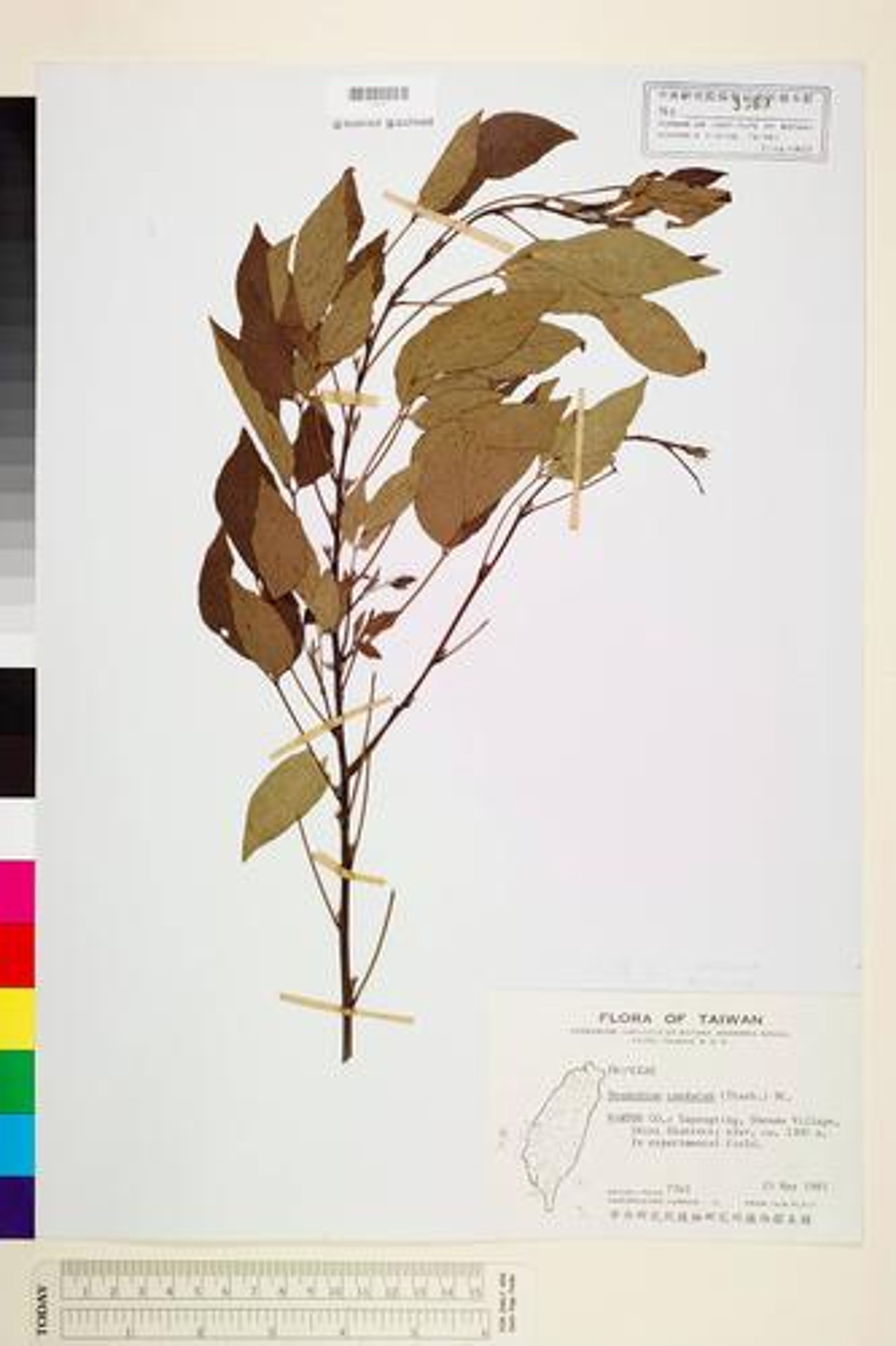 Desmodium caudatum - 9