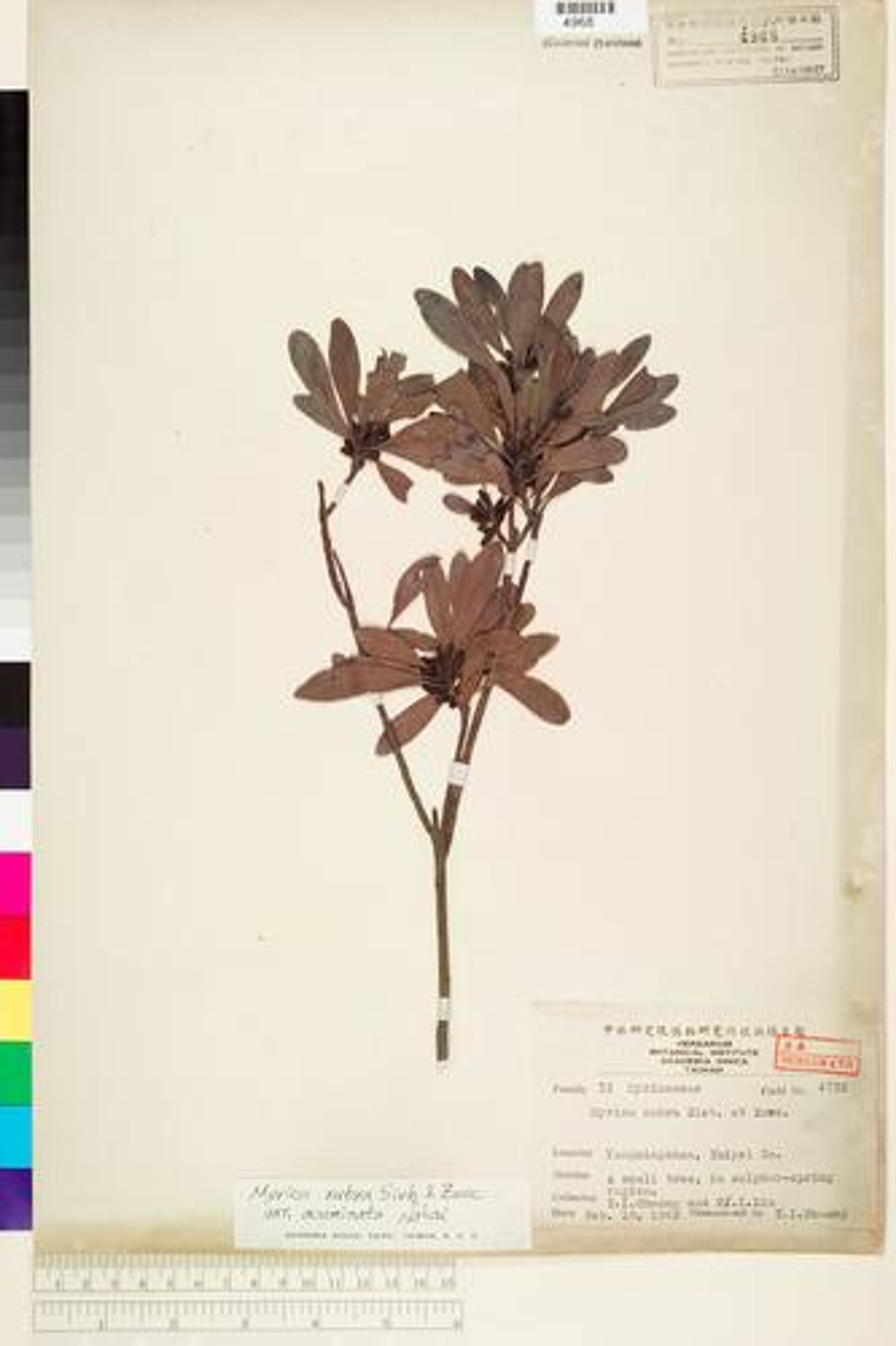 Myrica rubra - 25