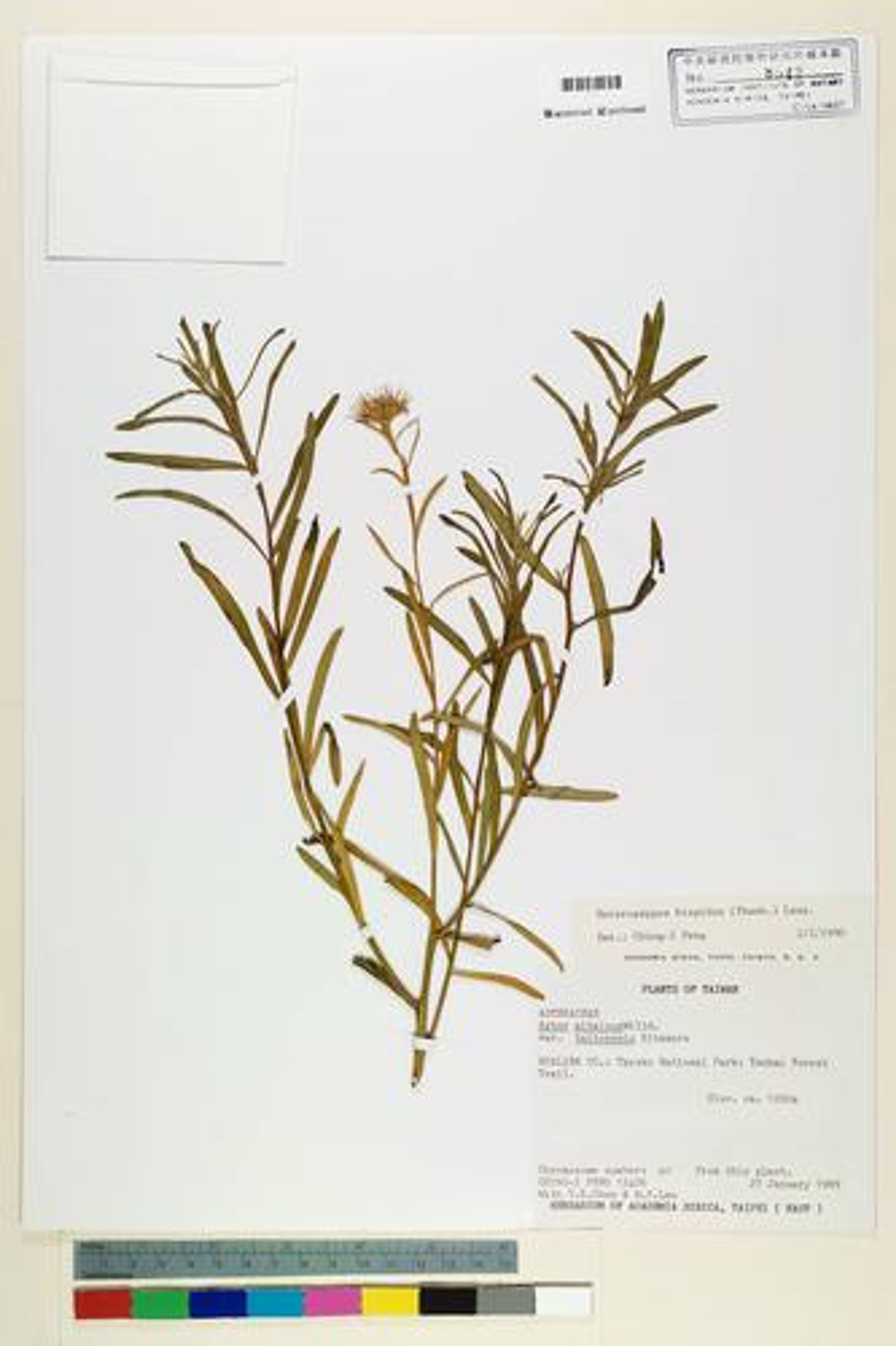 Heteropappus hispidus - 67