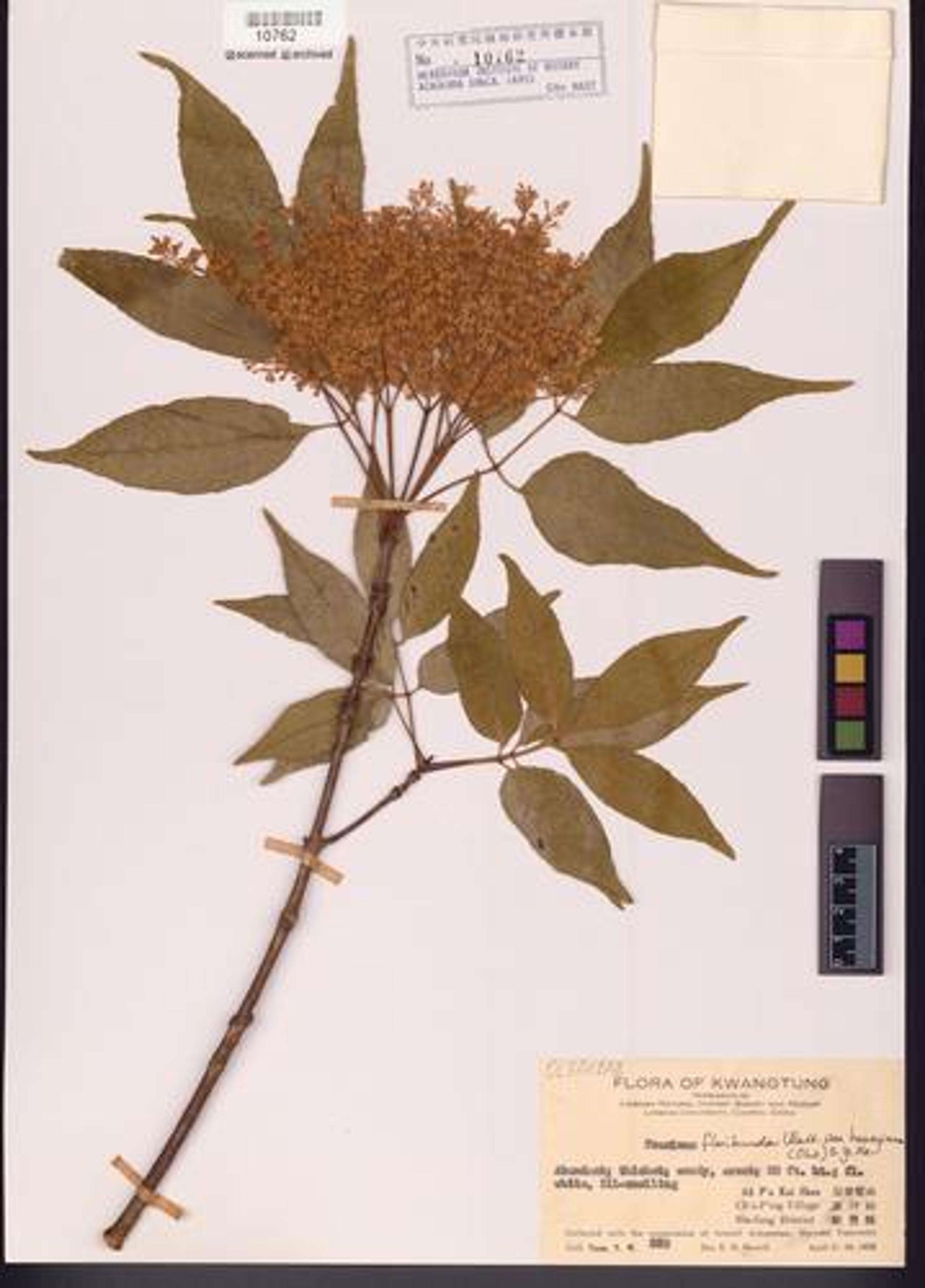 Fraxinus floribunda - 65