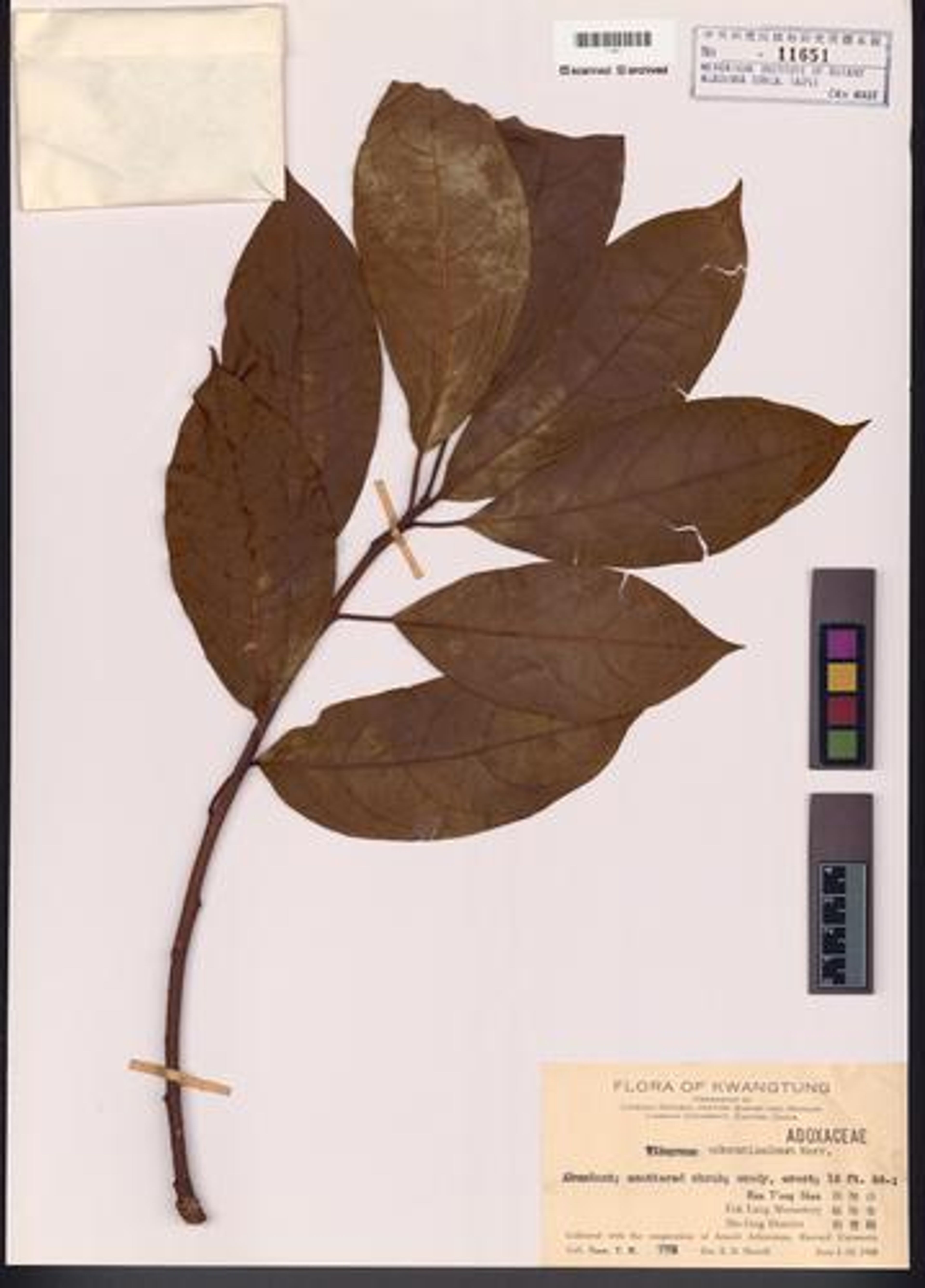 Viburnum odoratissimum - 63