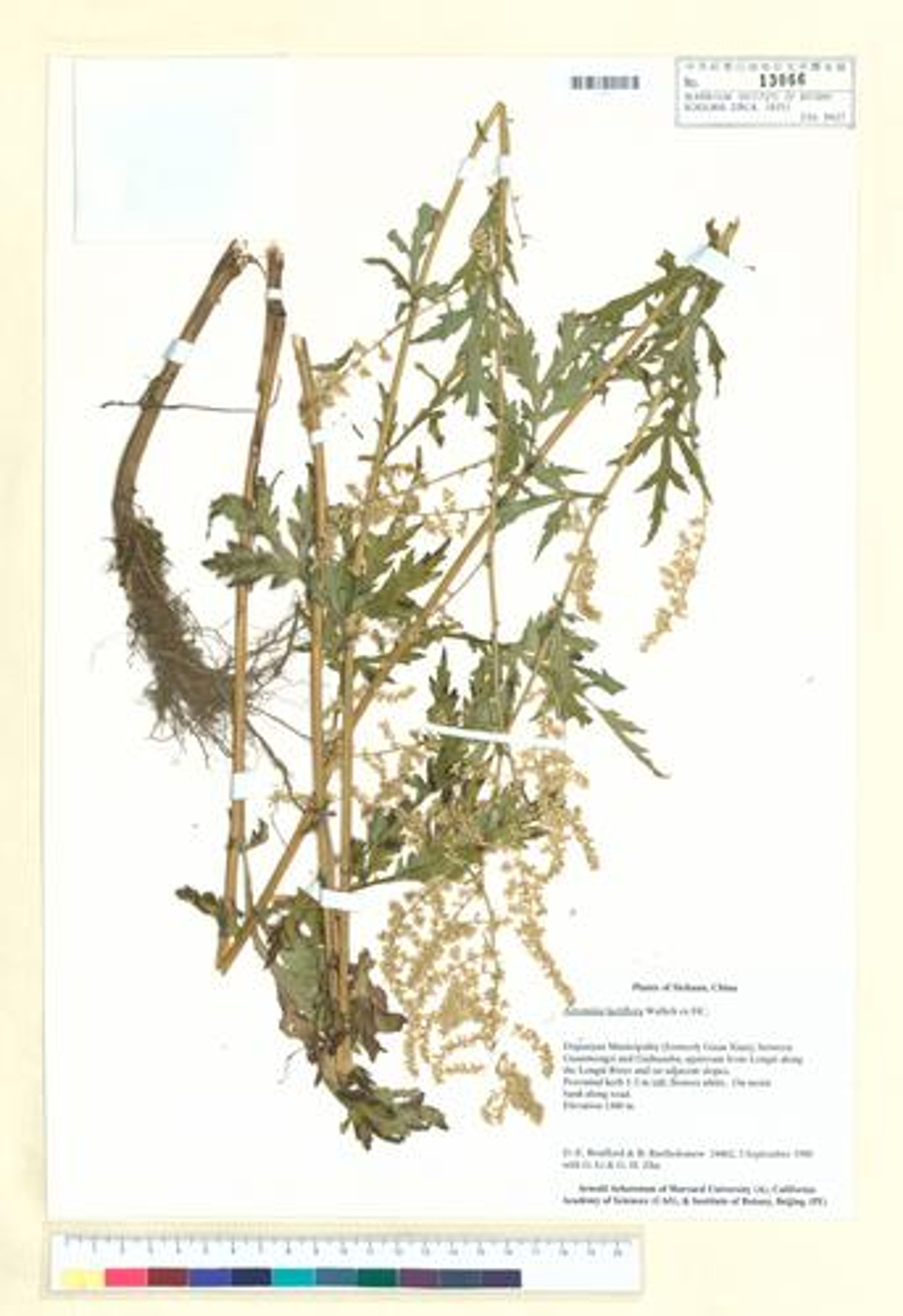 Artemisia lactiflora - 89