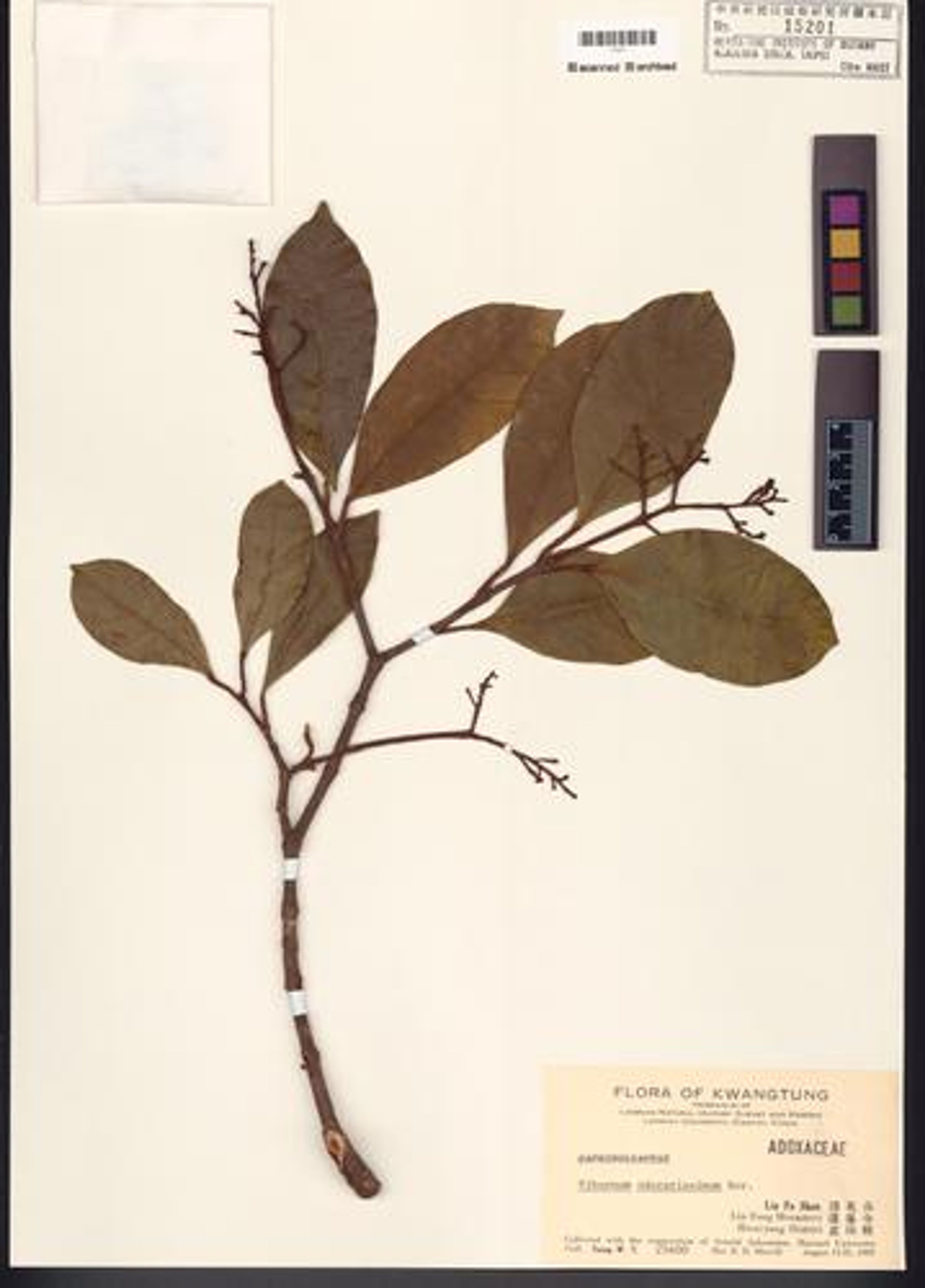 Viburnum odoratissimum - 54