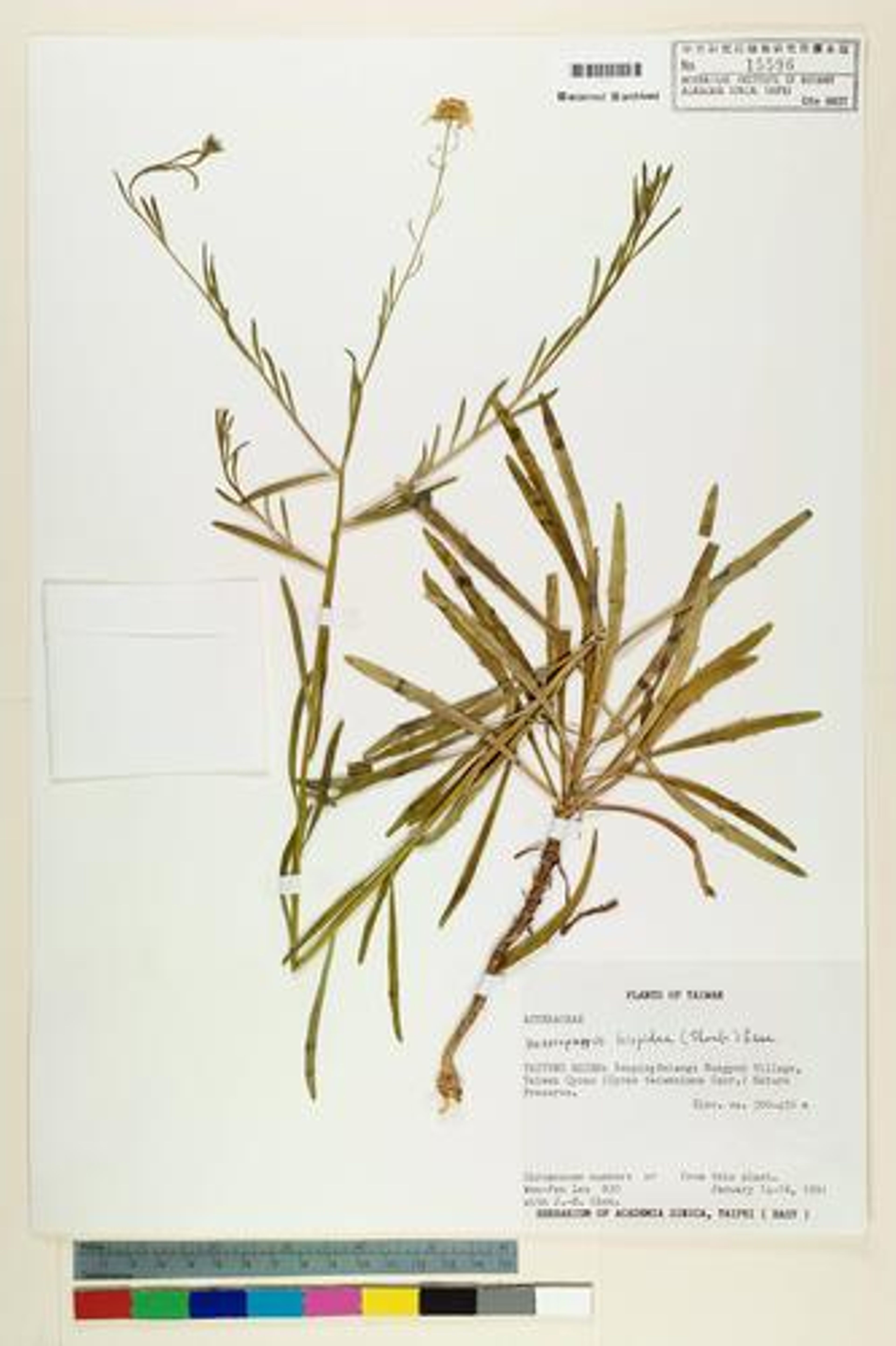 Heteropappus hispidus - 69