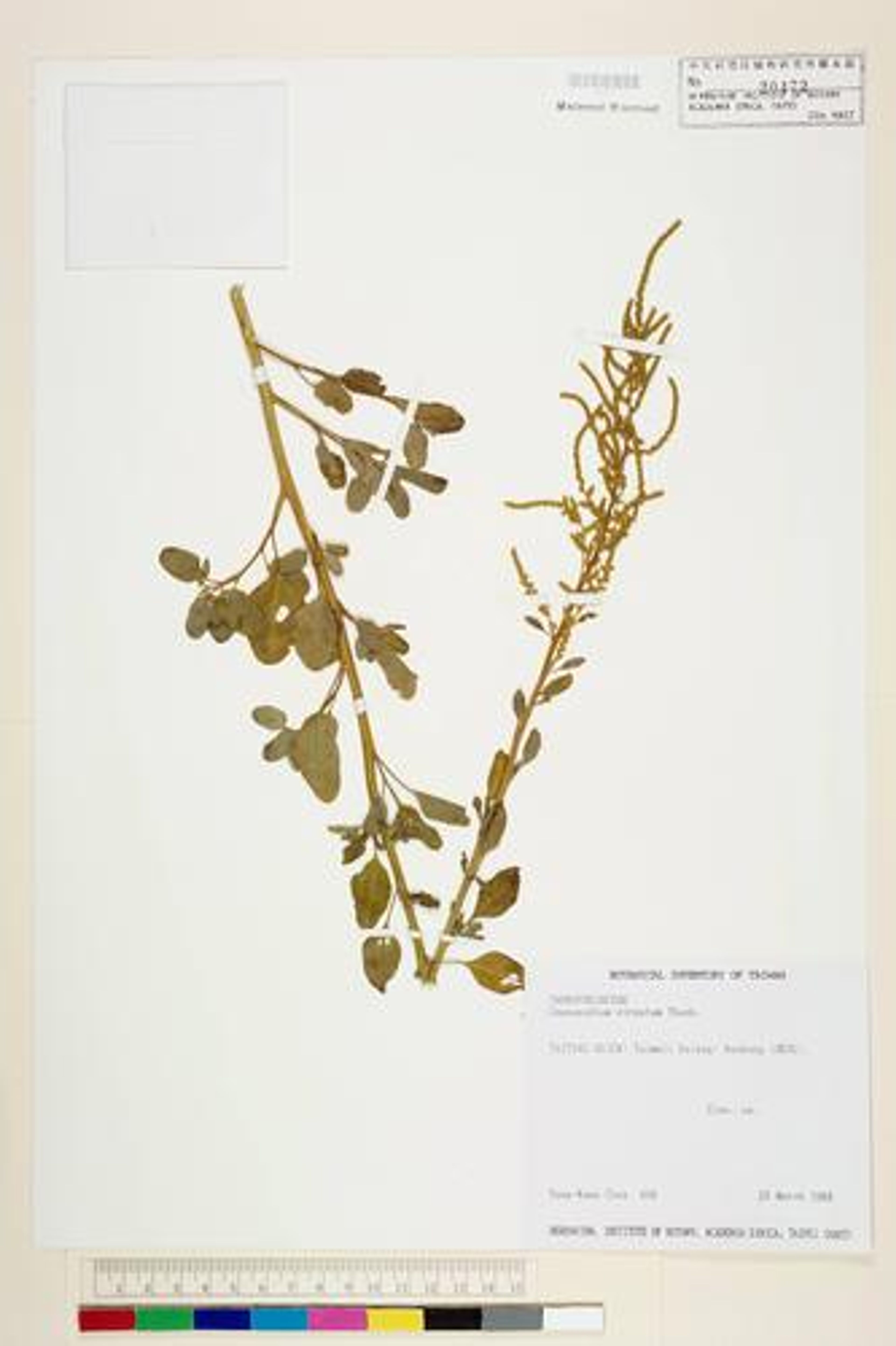 Chenopodium virgatum - 44