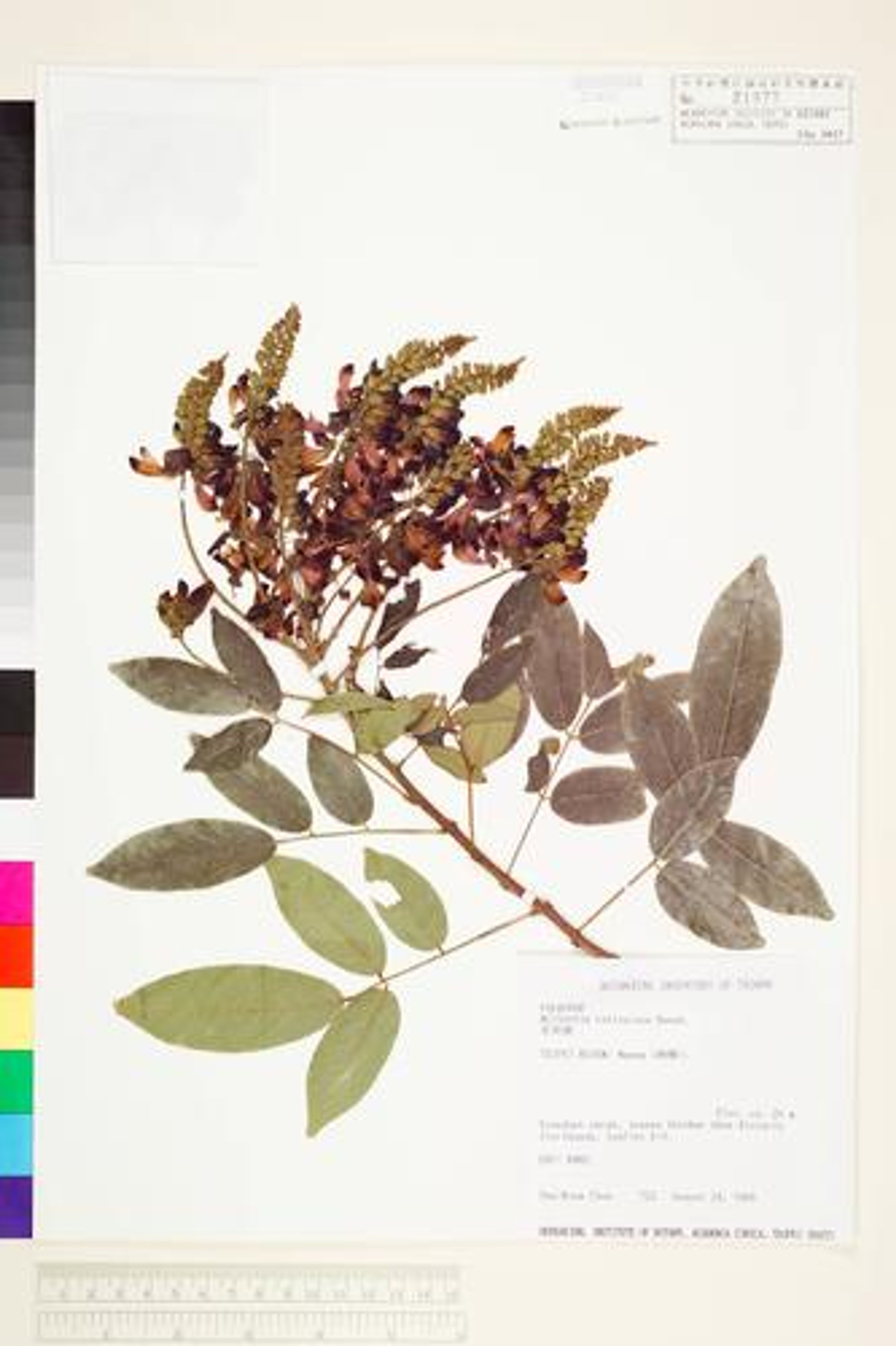 Millettia reticulata - 46