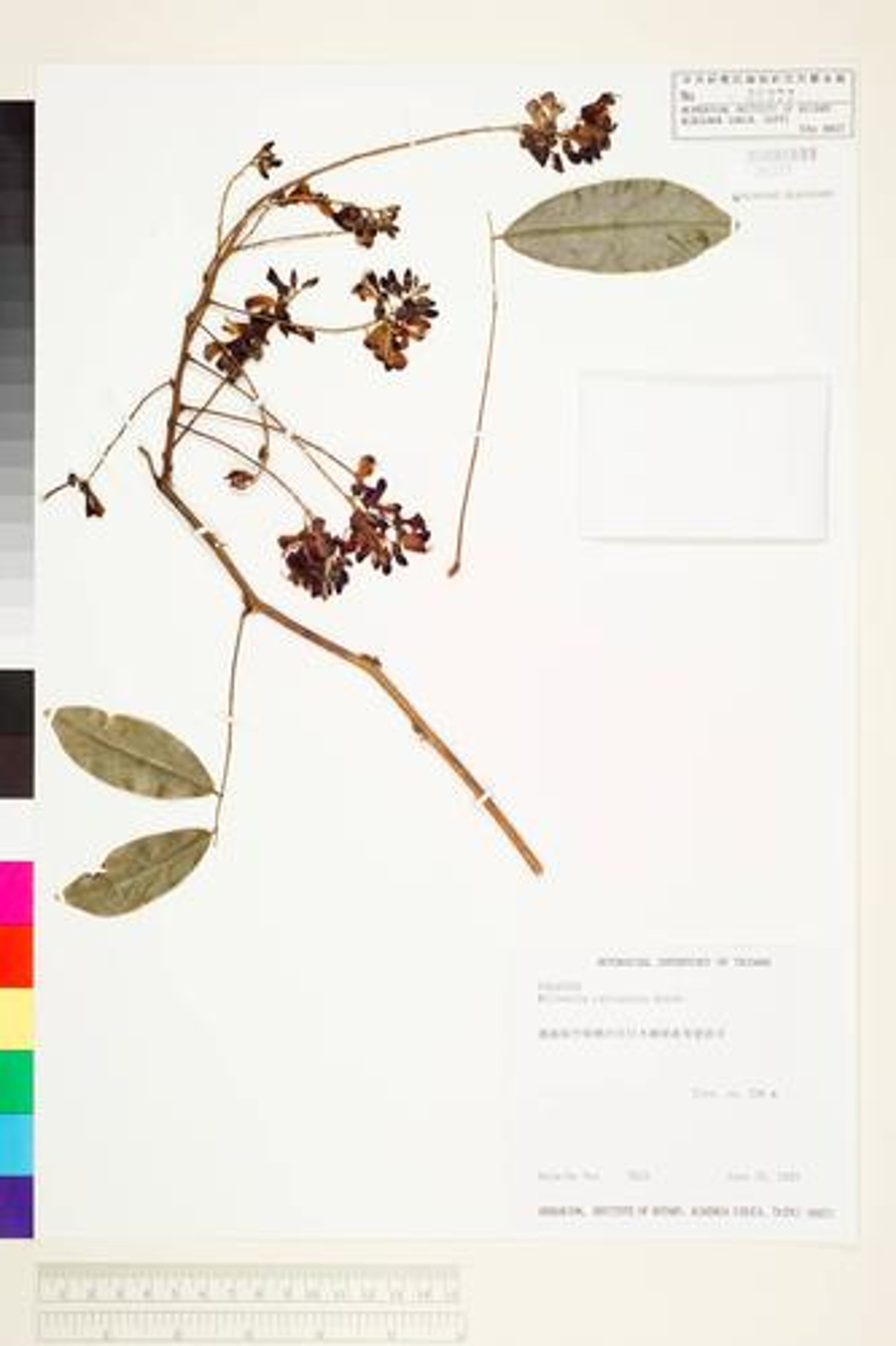 Millettia reticulata - 5