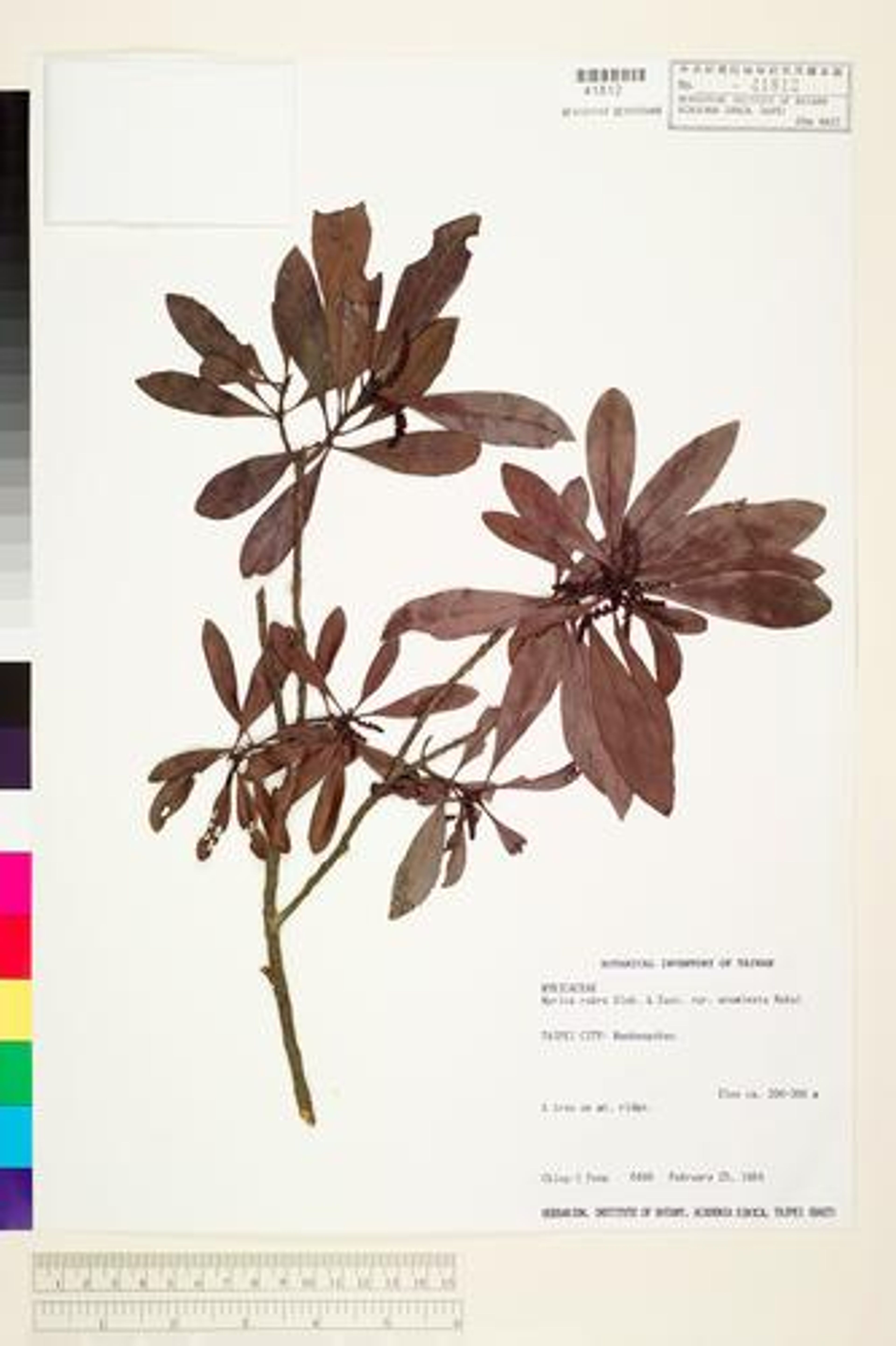 Myrica rubra - 66