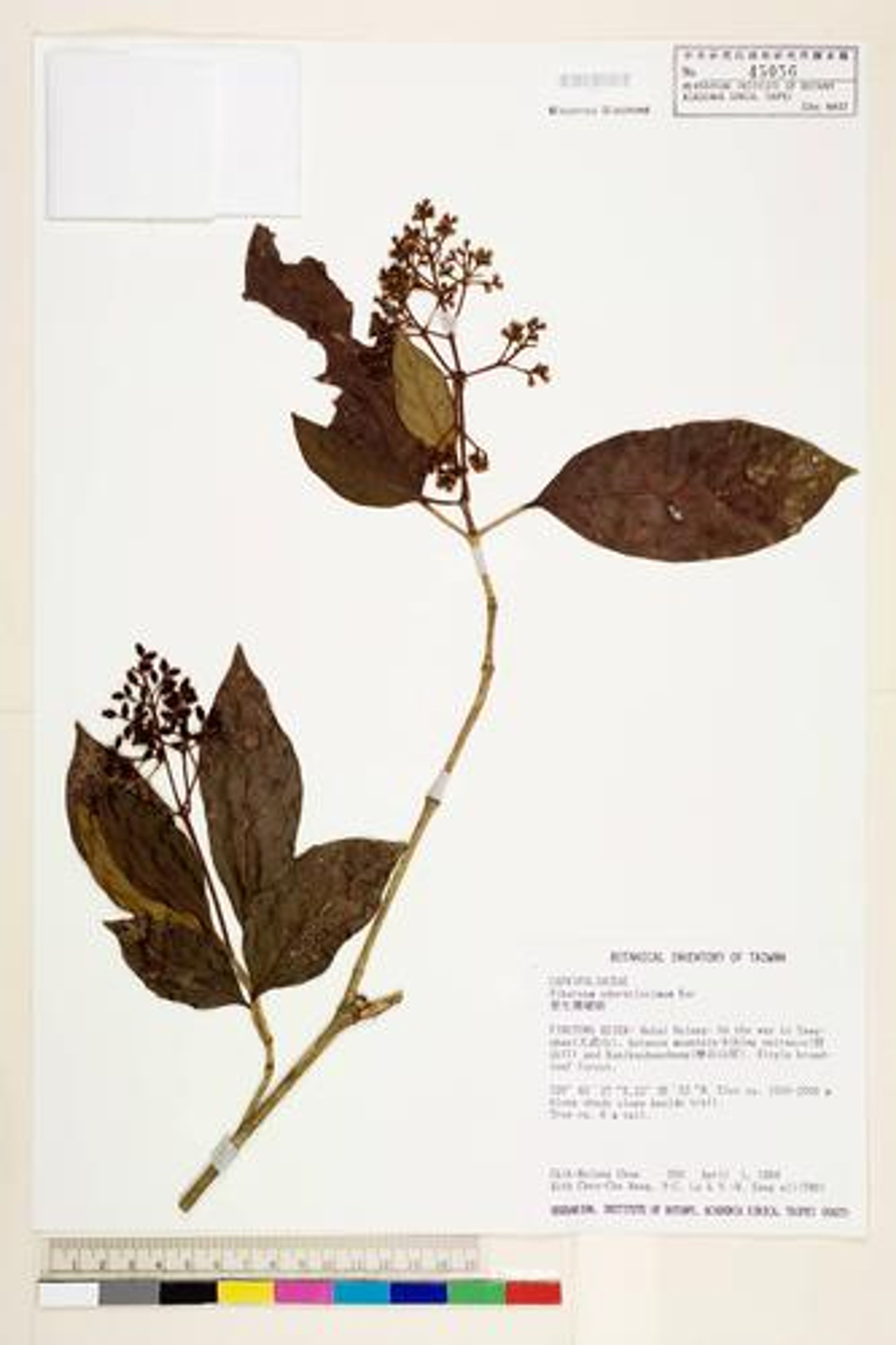 Viburnum odoratissimum - 69