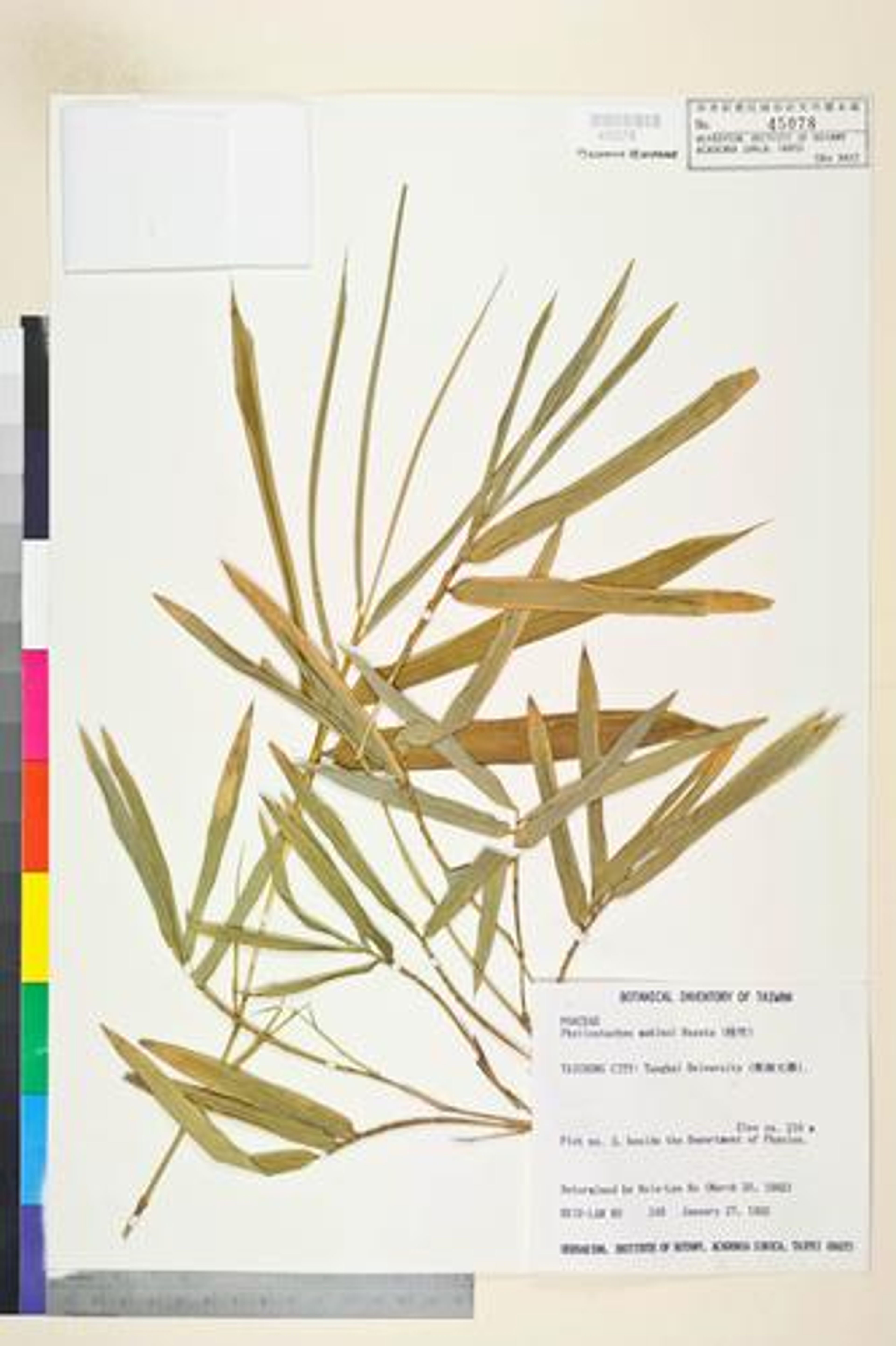 Phyllostachys makinoi - 85