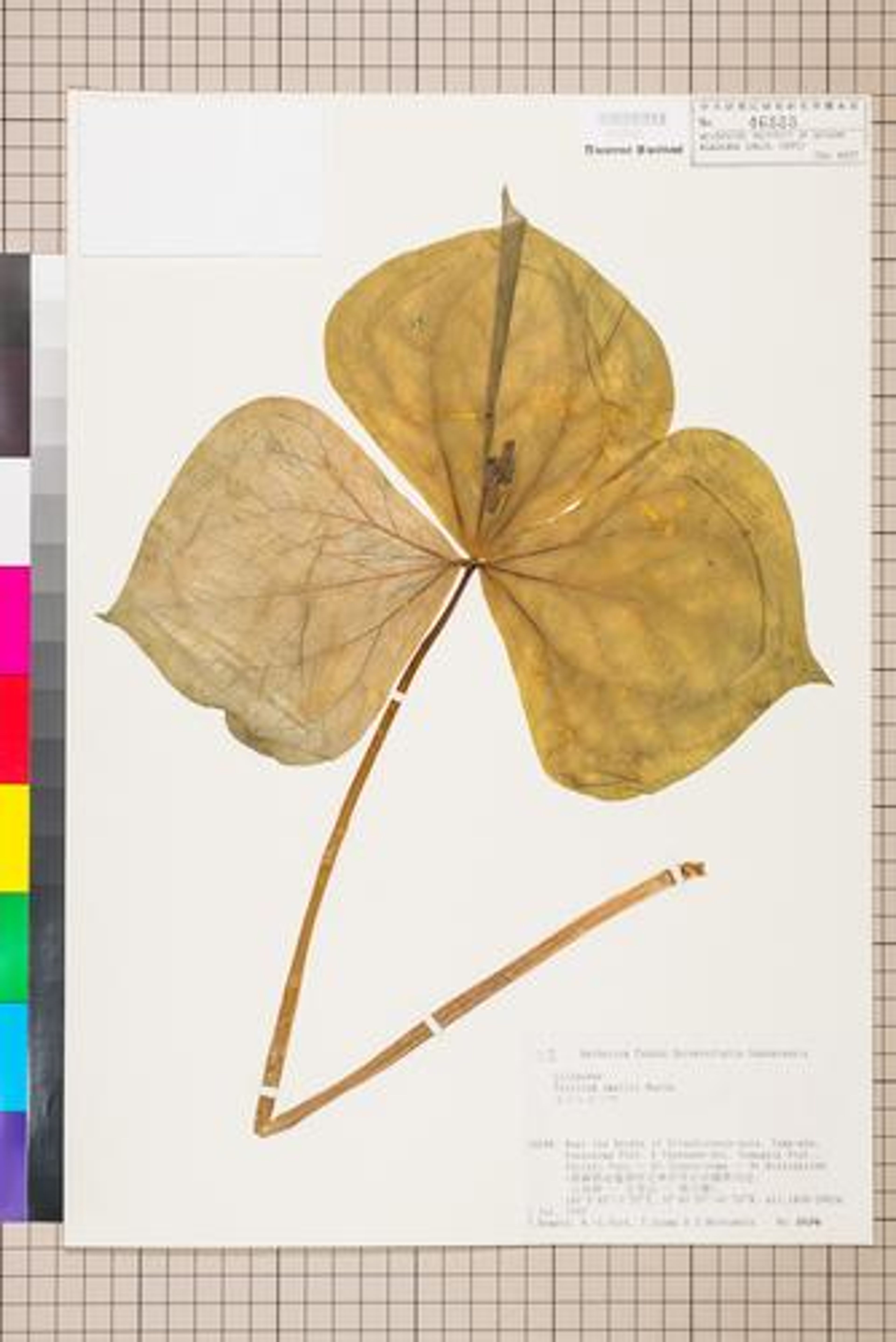 Trillium smallii - 30