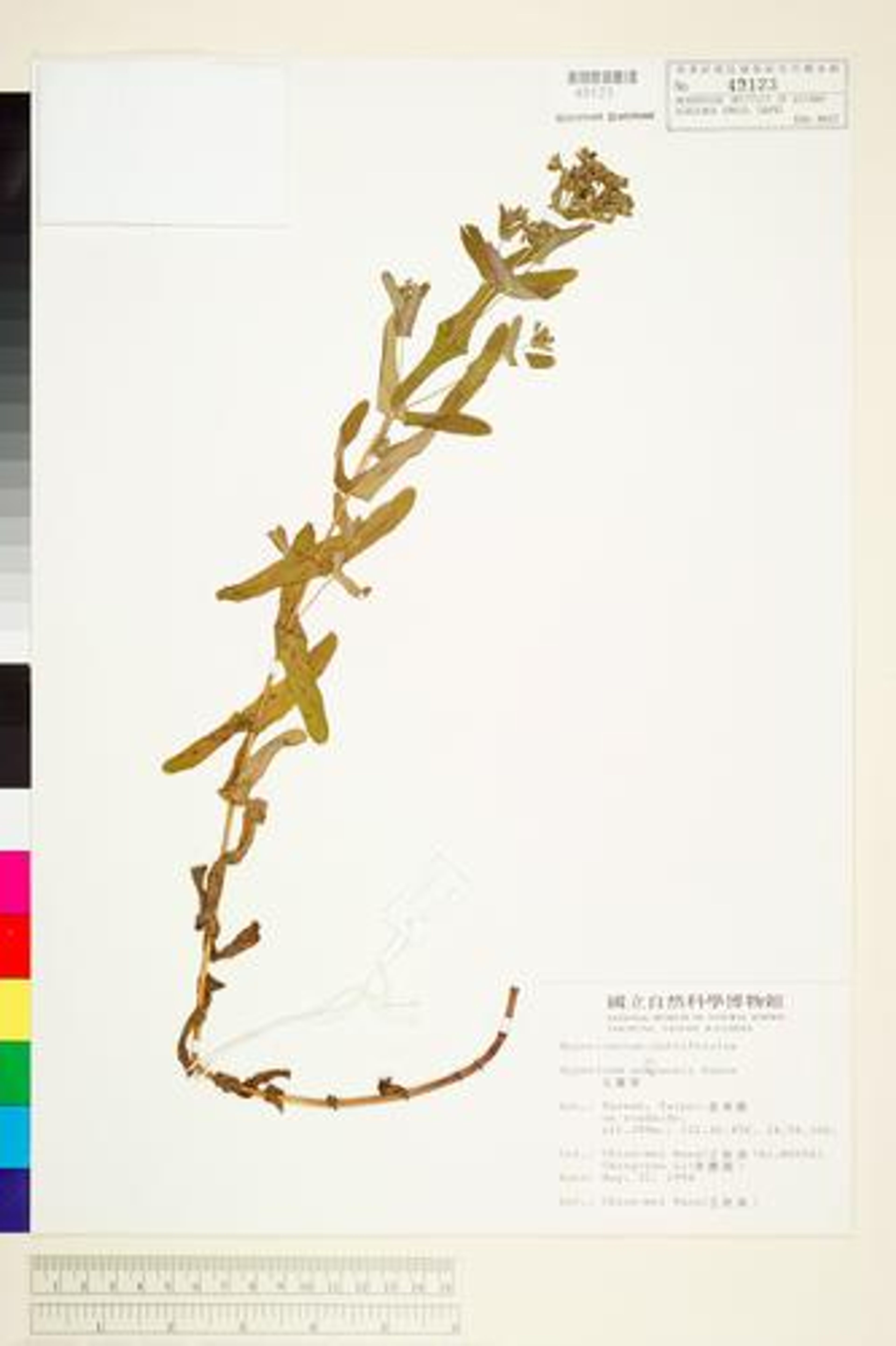 Hypericum sampsonii - 70