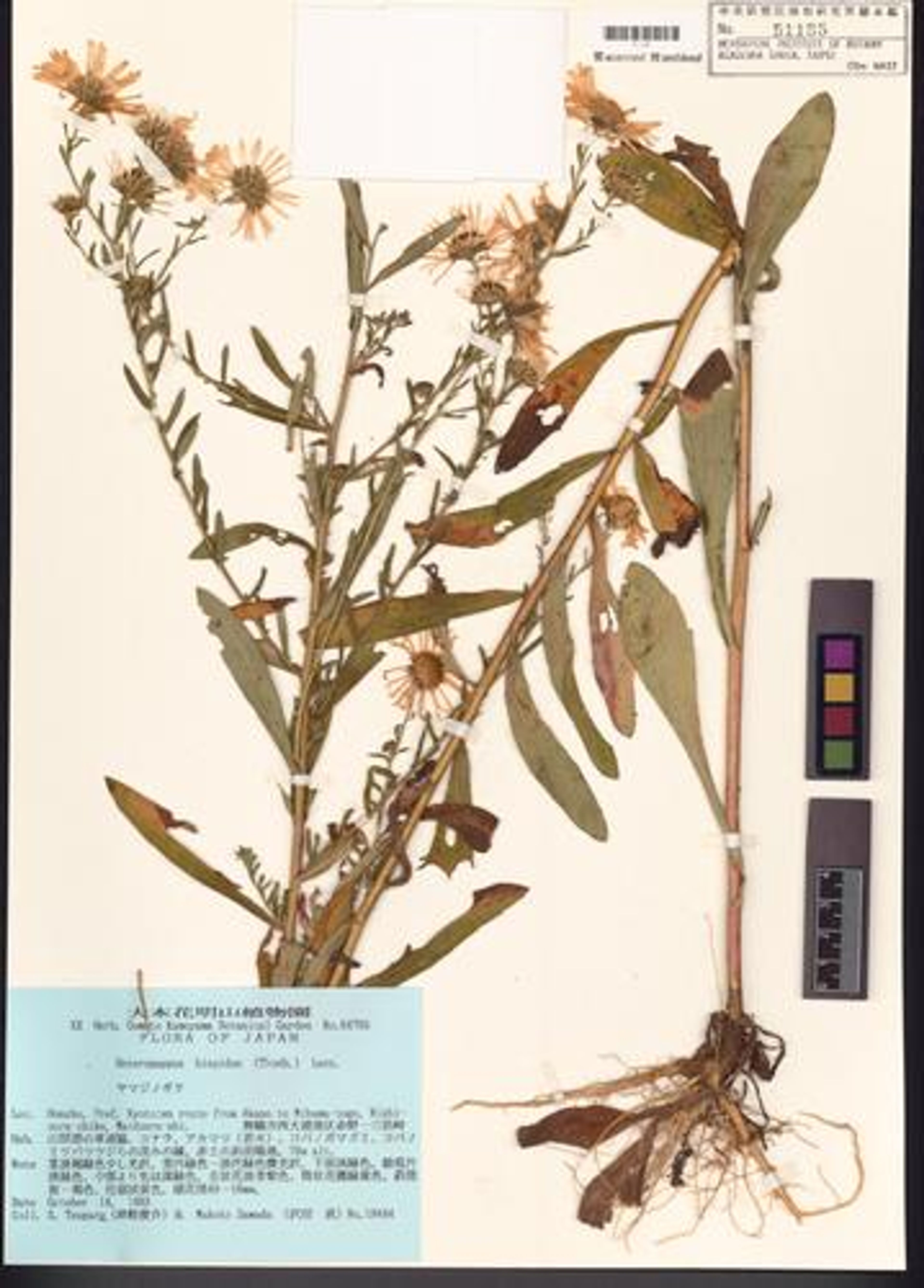 Heteropappus hispidus - 84