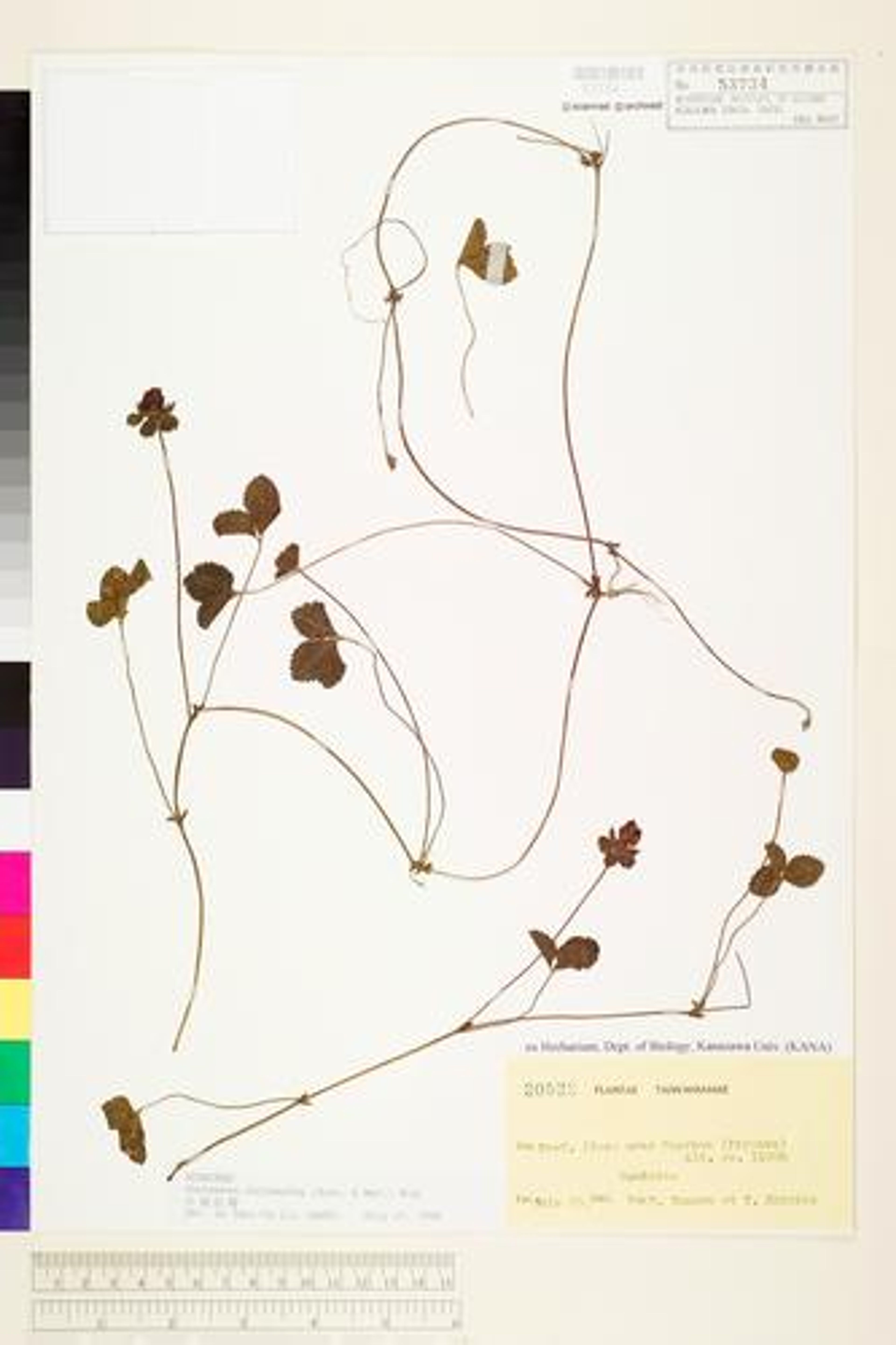 Duchesnea chrysantha - 68