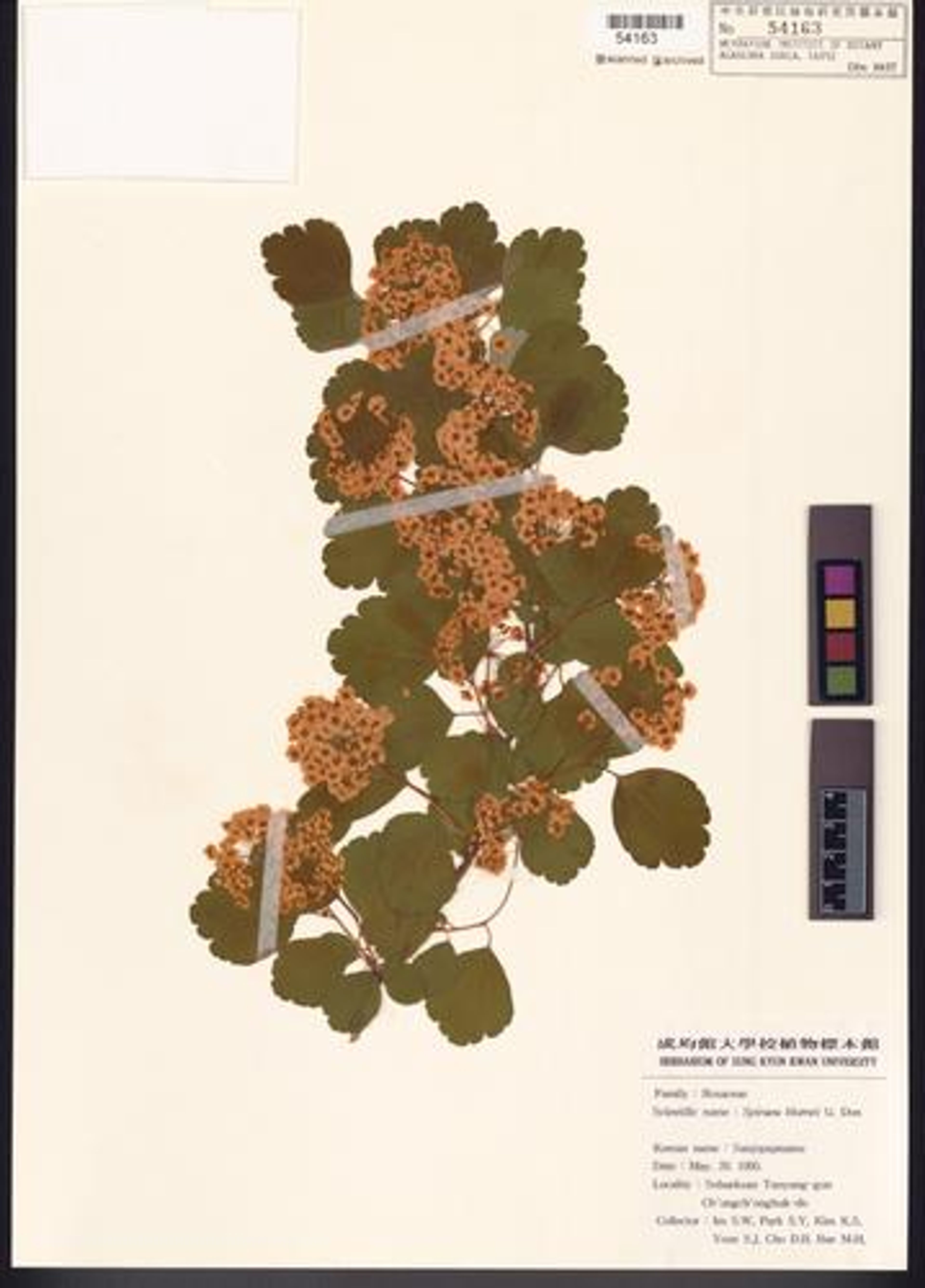 Spiraea blumei - 132