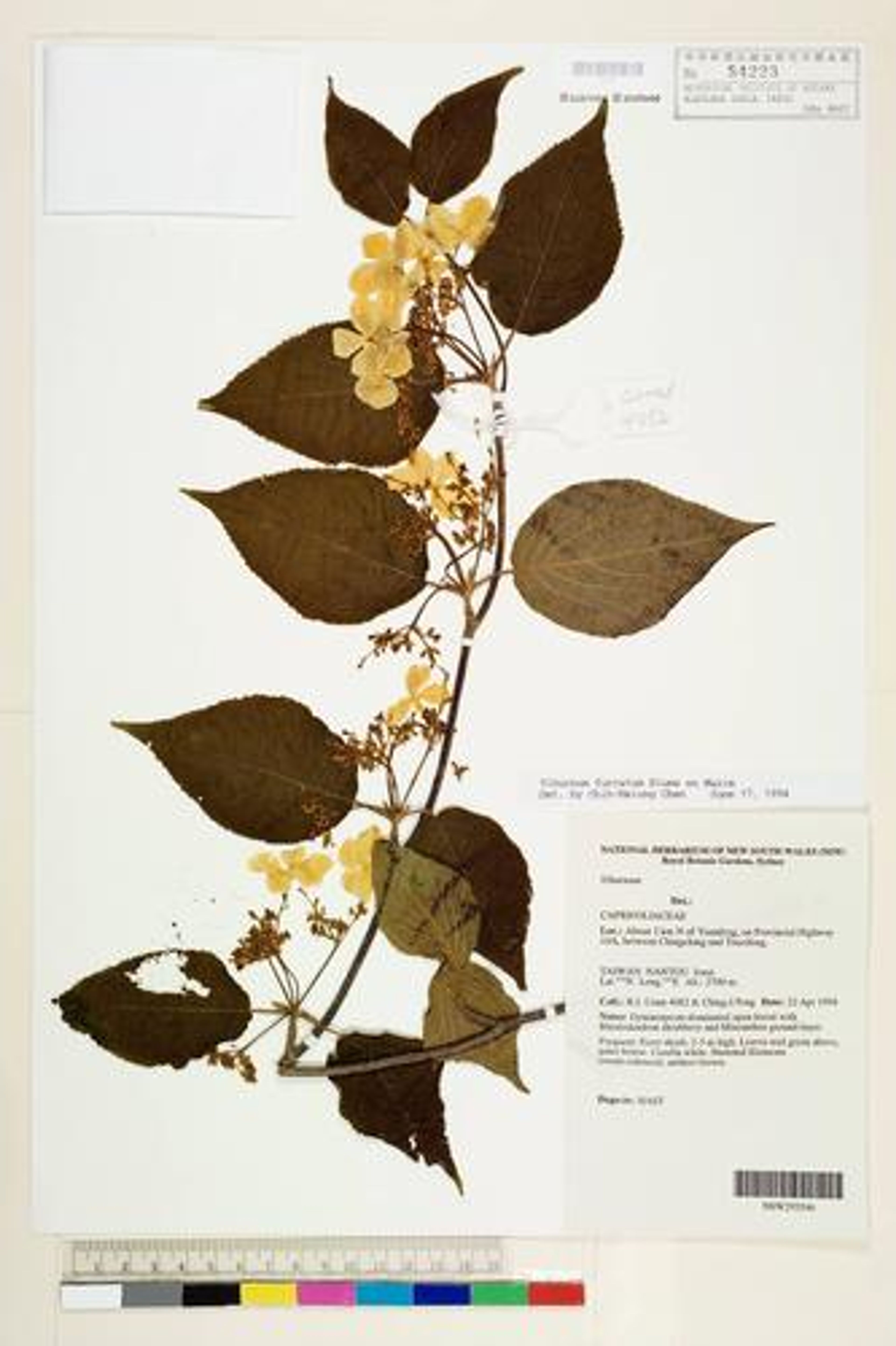 Viburnum furcatum - 85