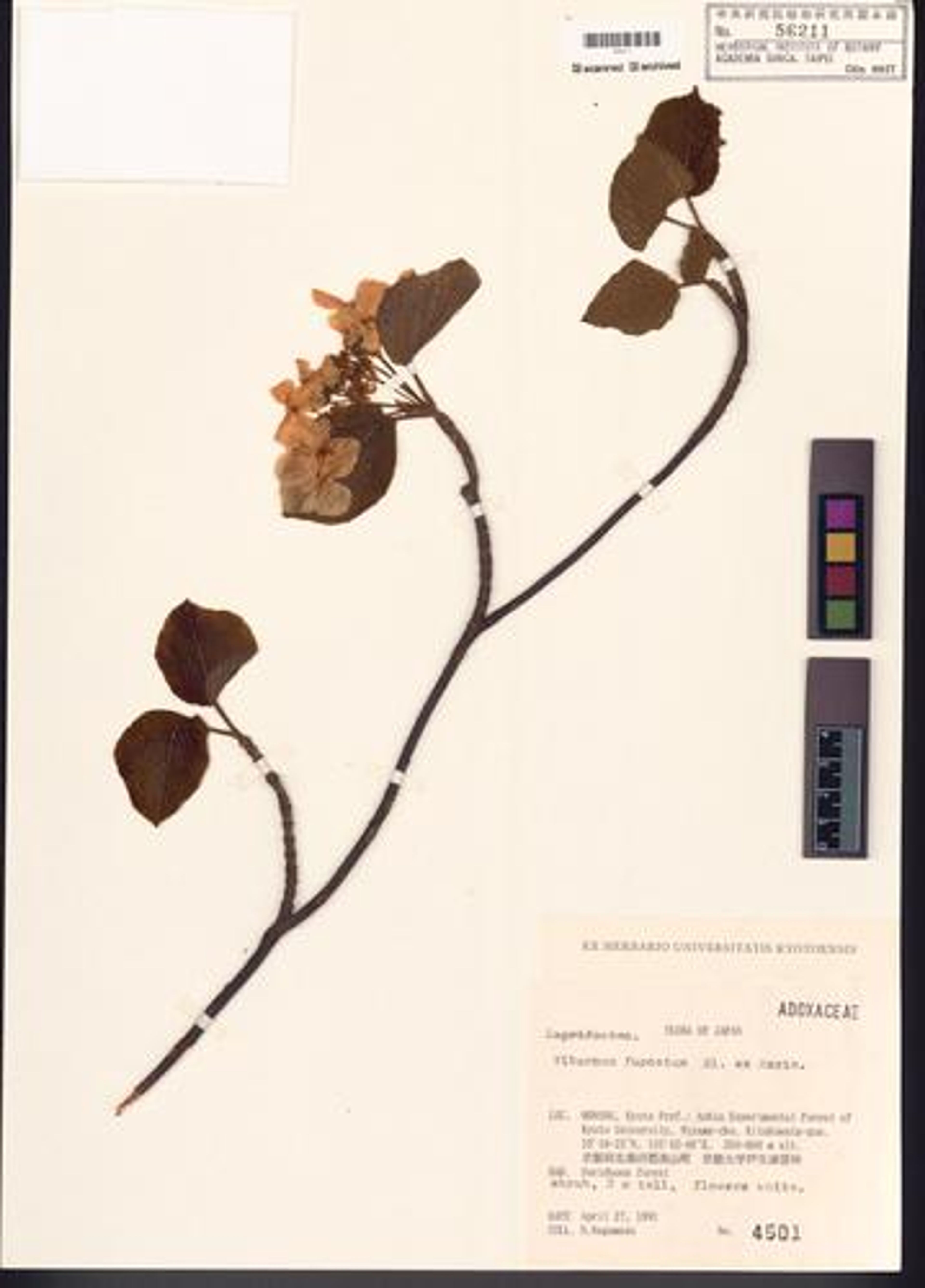 Viburnum furcatum - 53