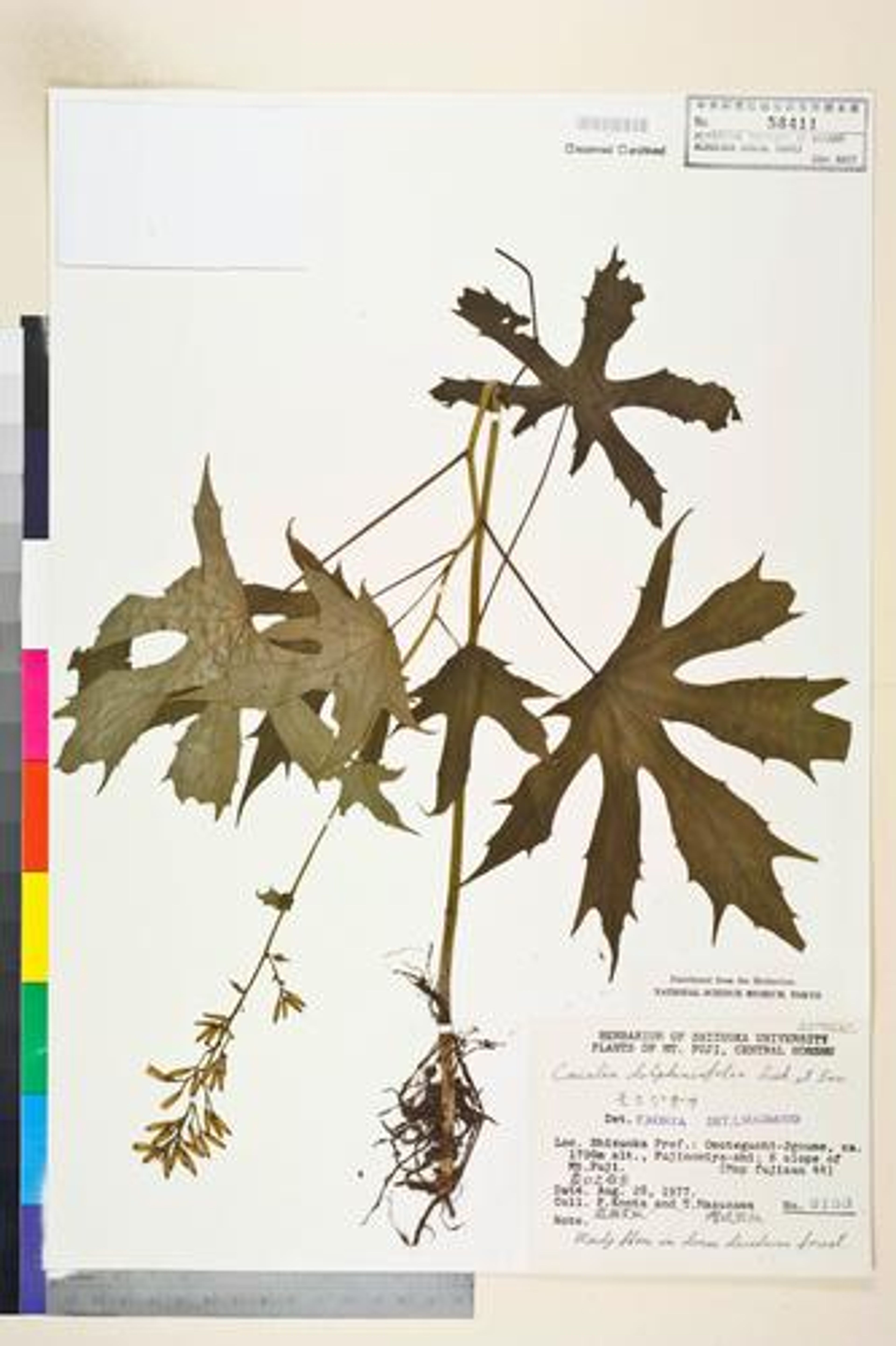 Cacalia delphiniifolia - 43