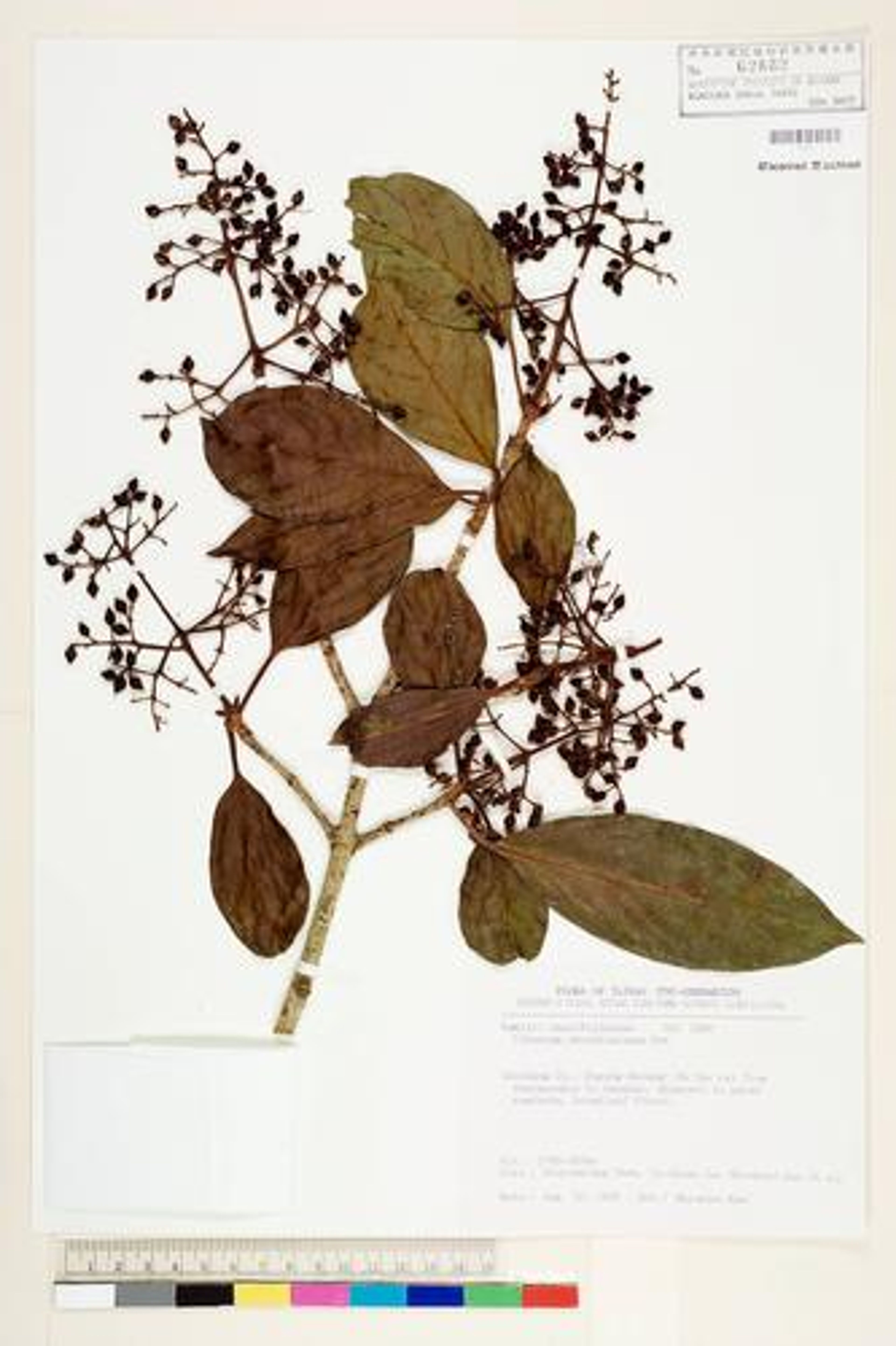 Viburnum odoratissimum - 6