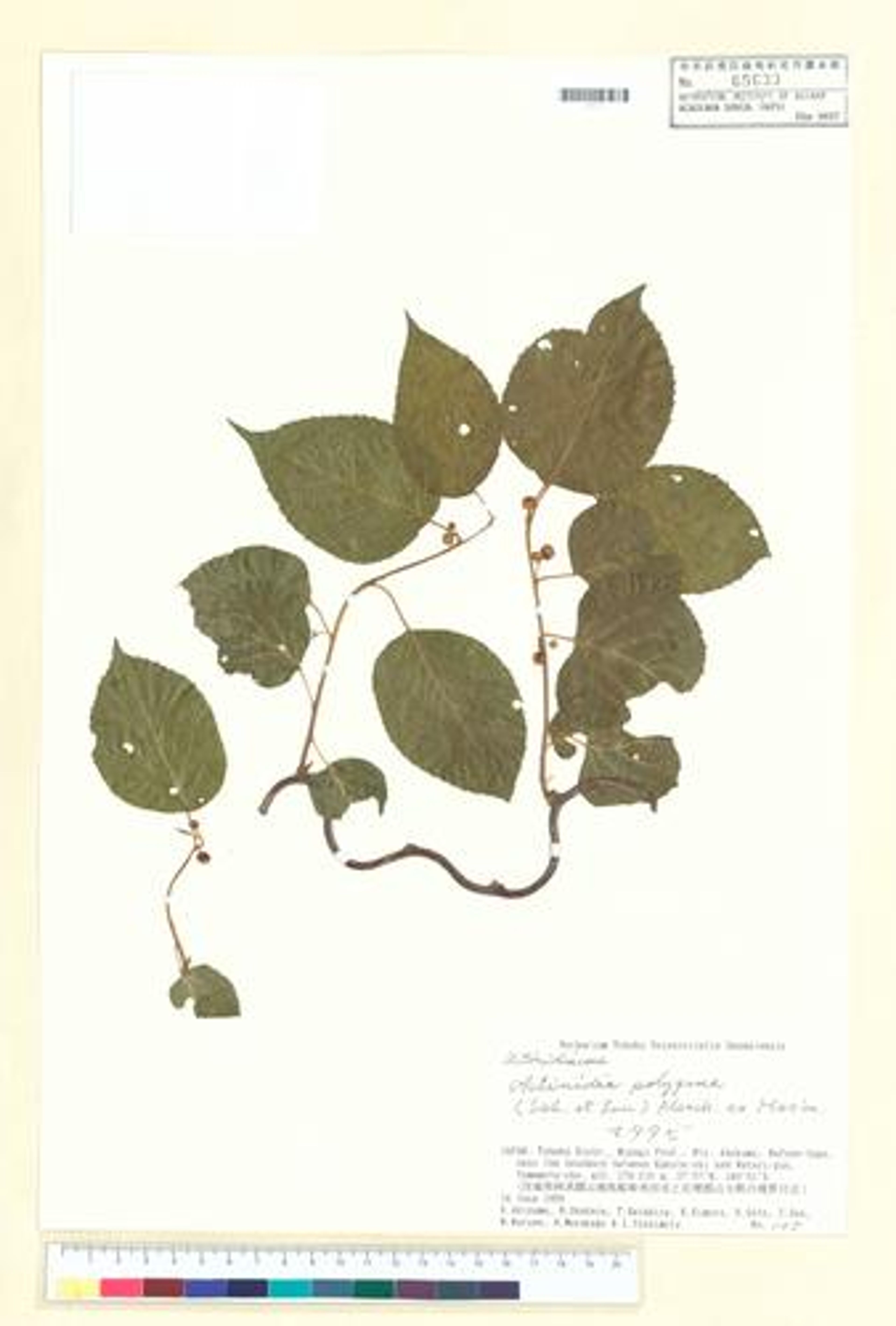 Actinidia polygama - 142