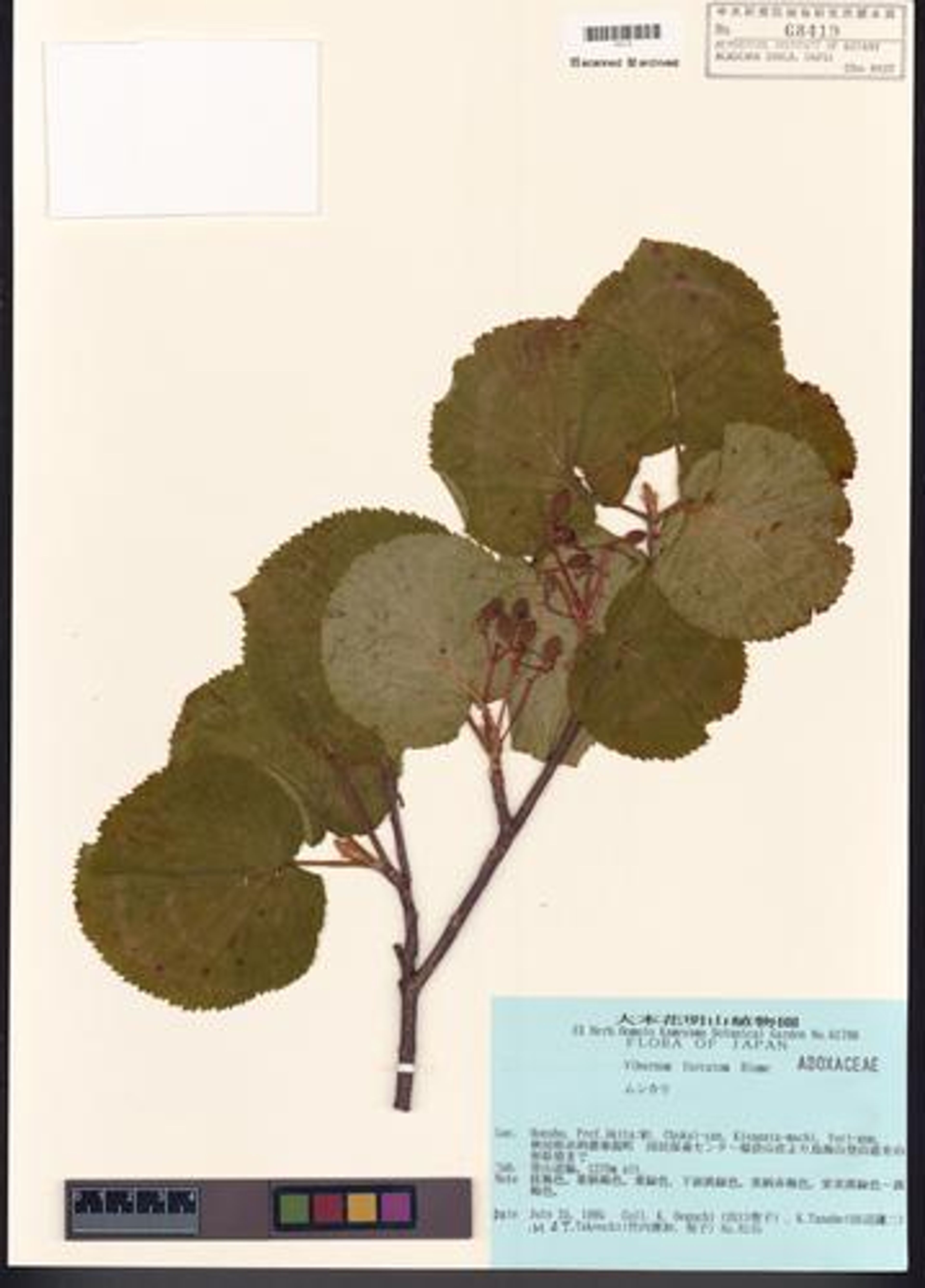 Viburnum furcatum - 91