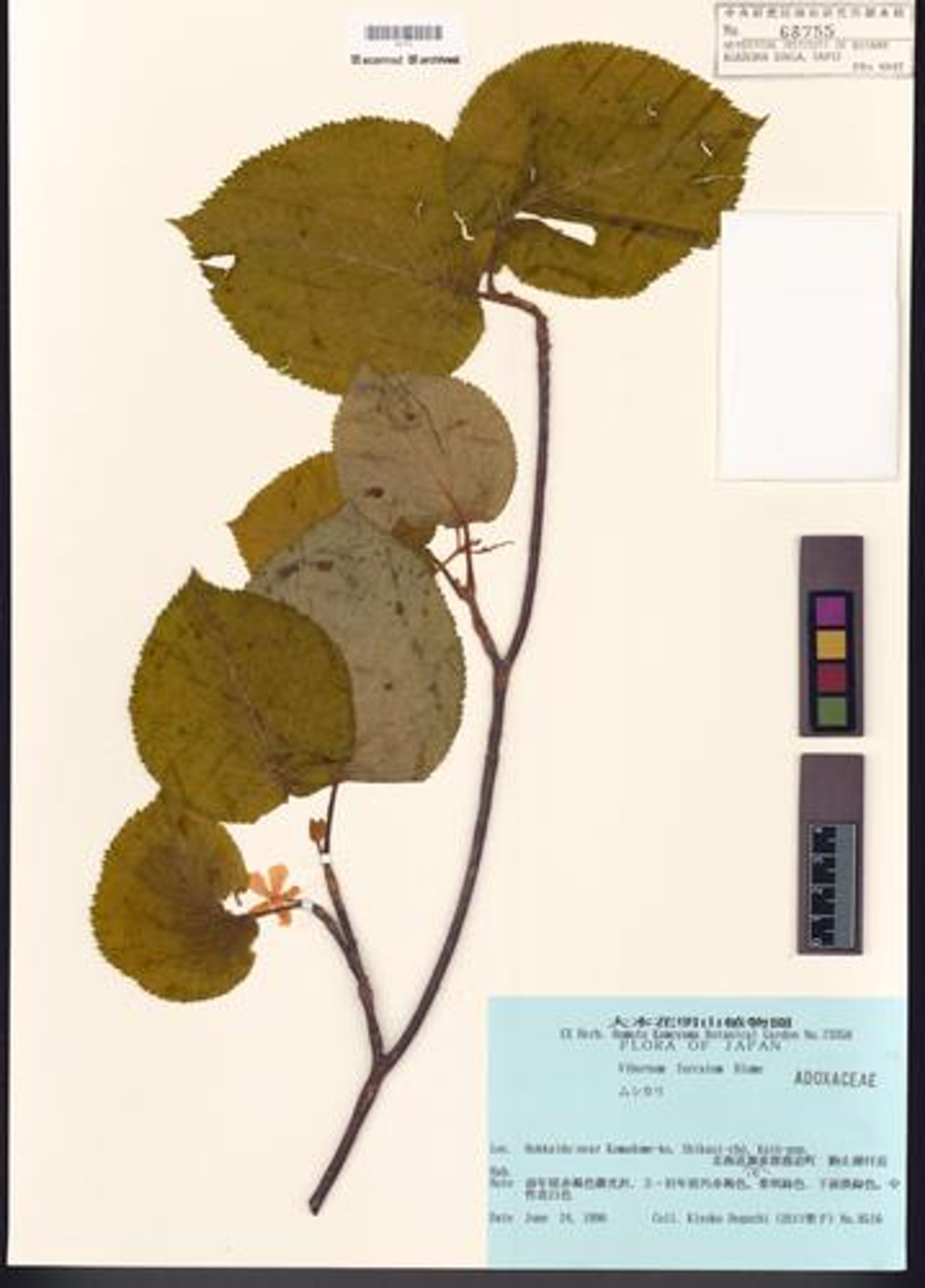 Viburnum furcatum - 39