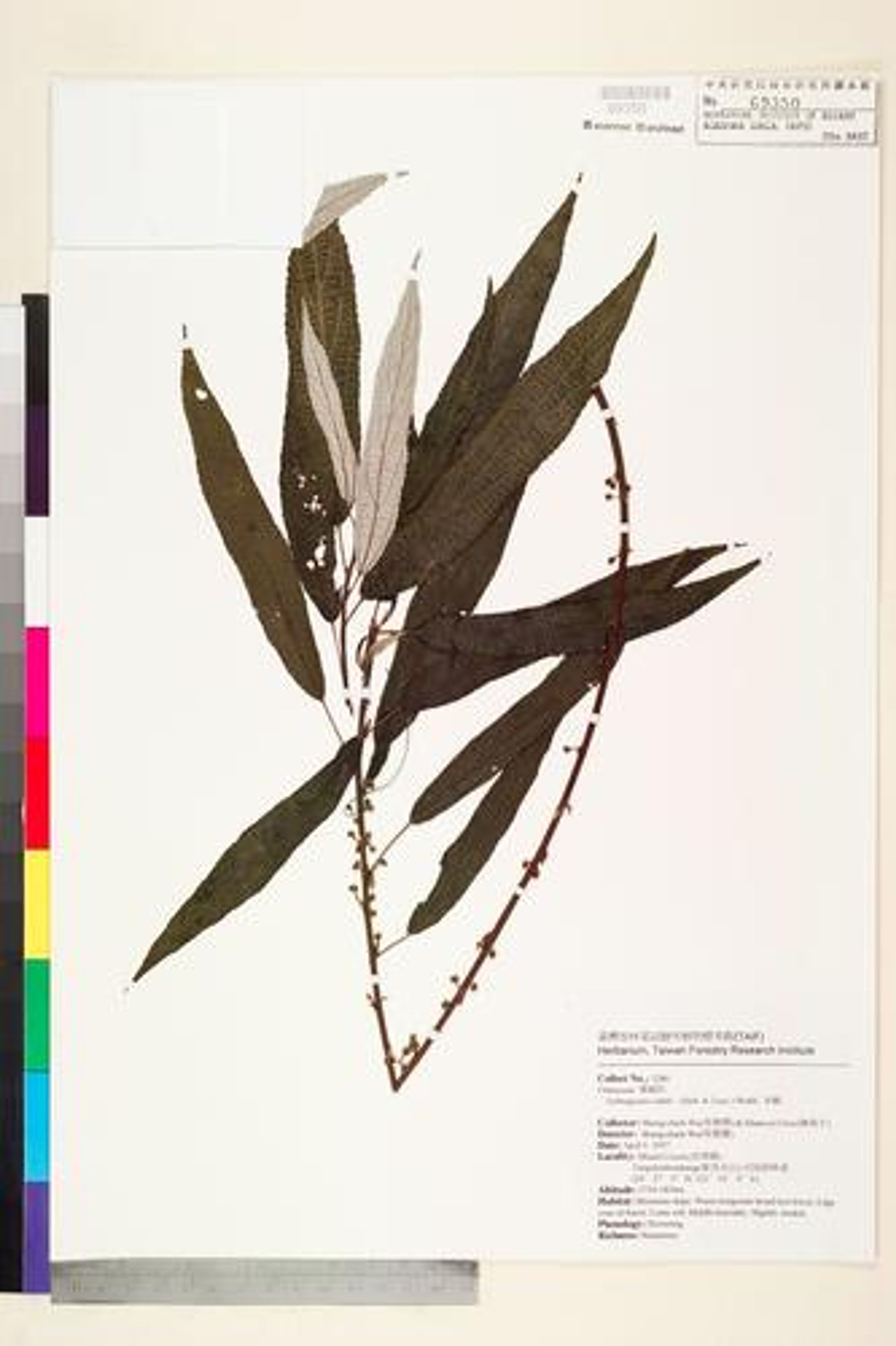 Debregeasia edulis - 41