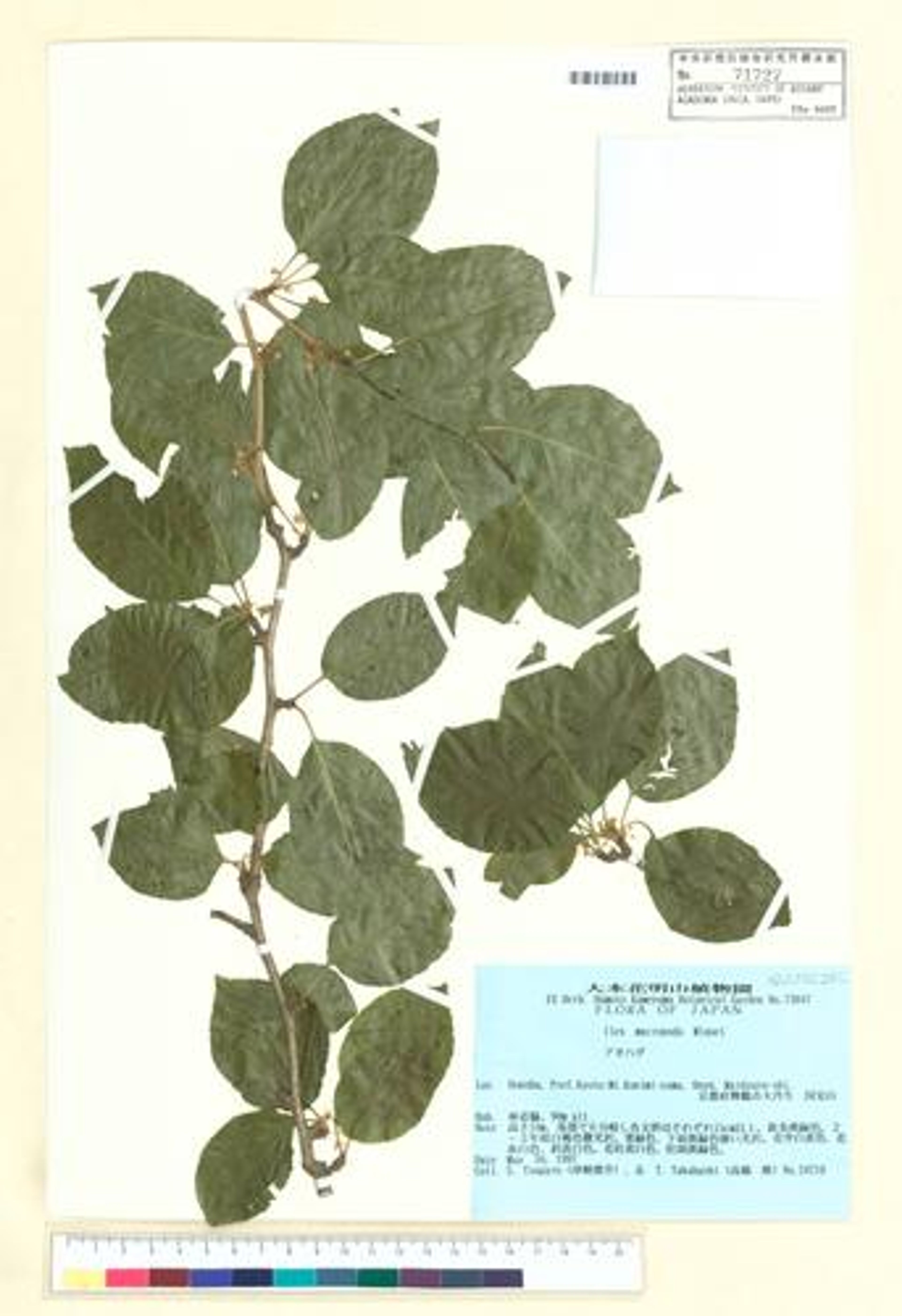 Ilex macropoda - 1