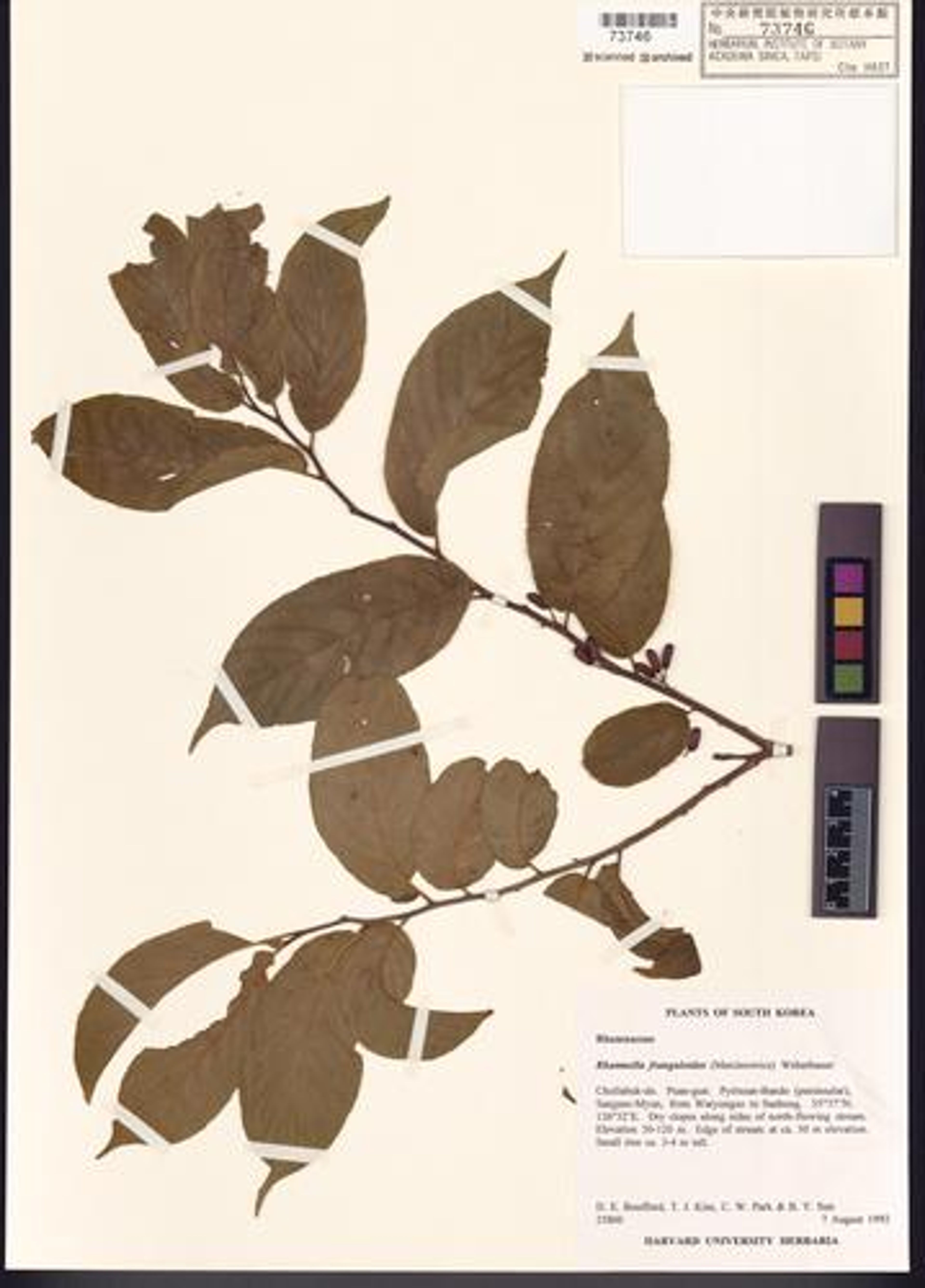 Rhamnella franguloides - 63