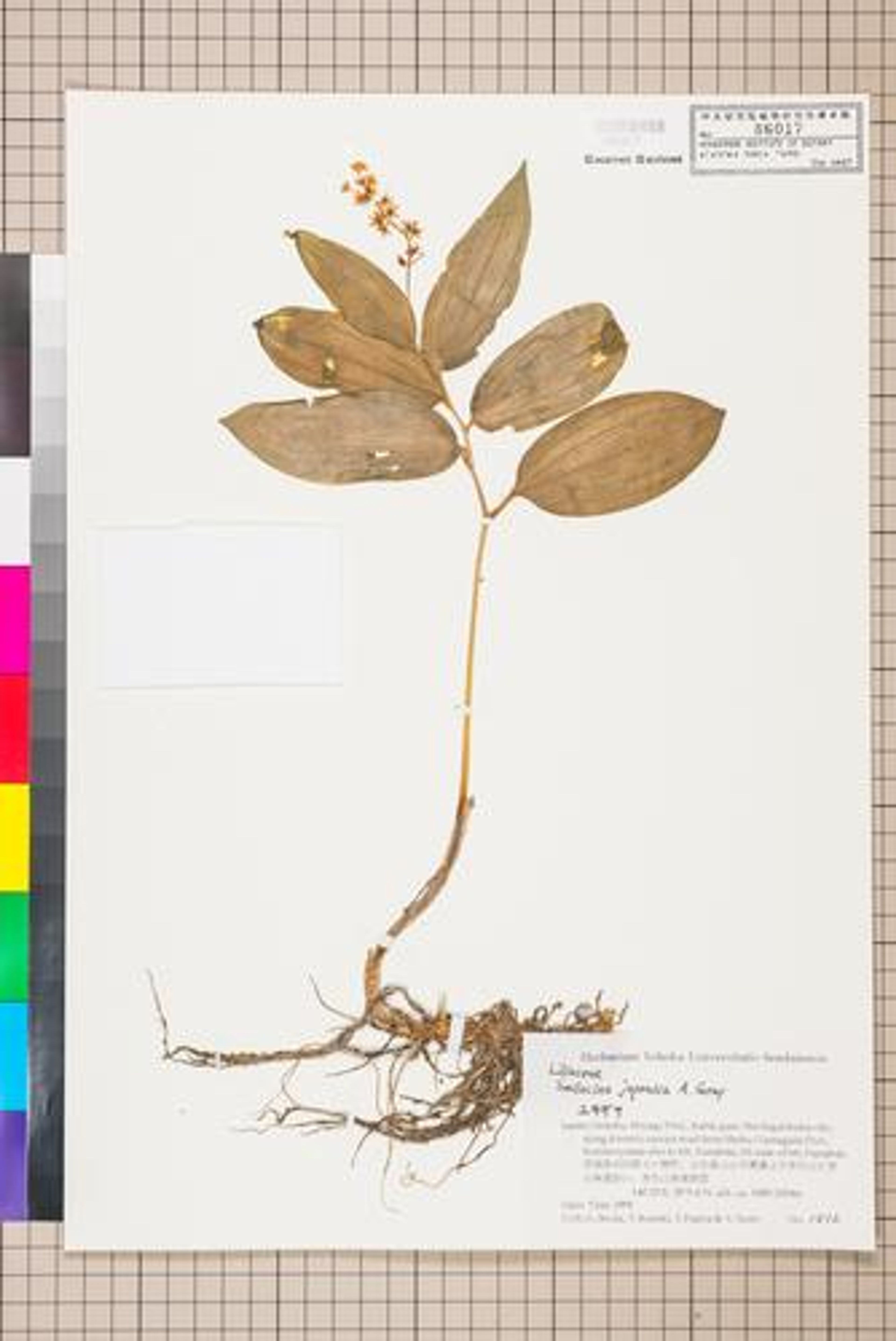 Smilacina japonica - 29