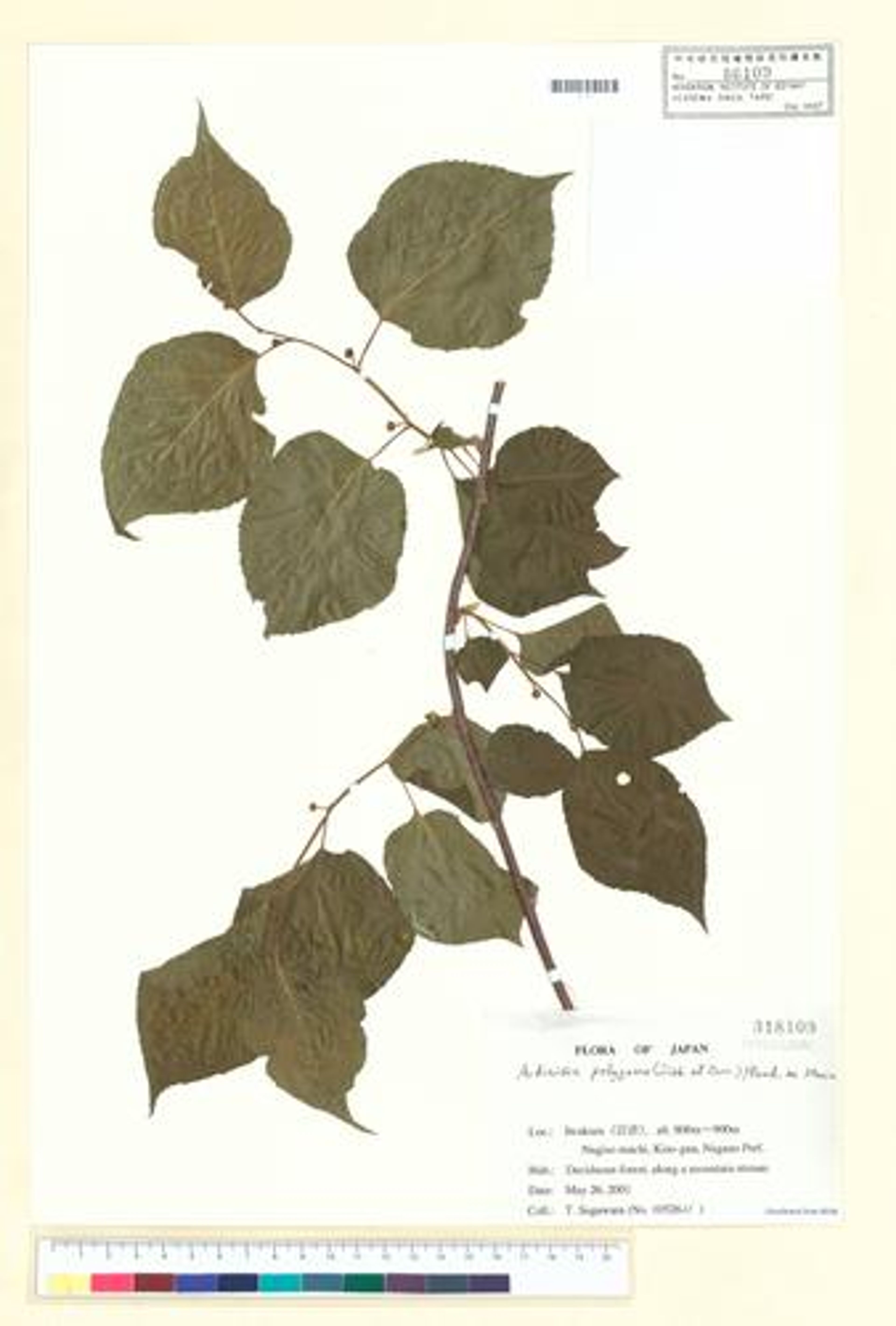 Actinidia polygama - 134