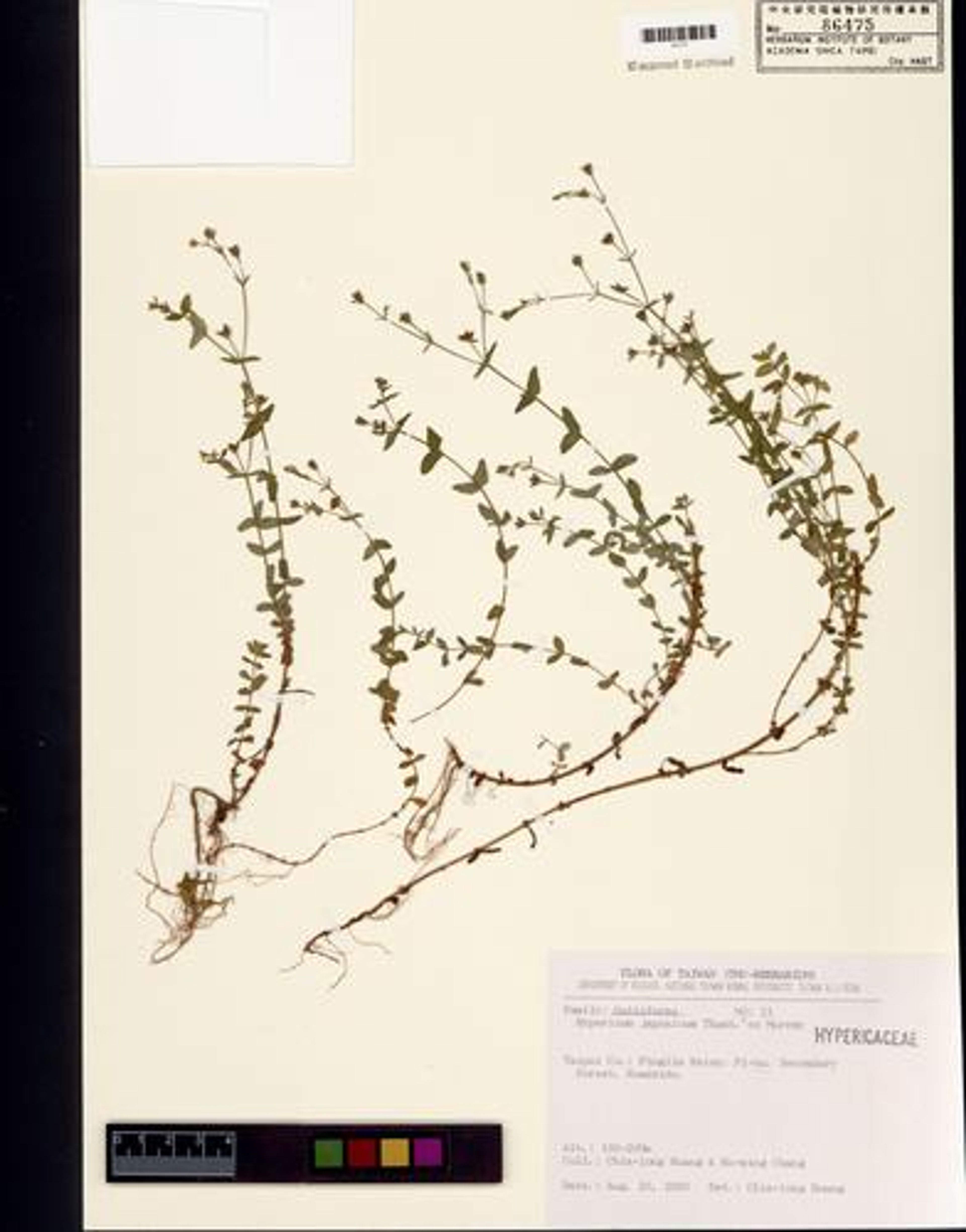 Hypericum japonicum - 4