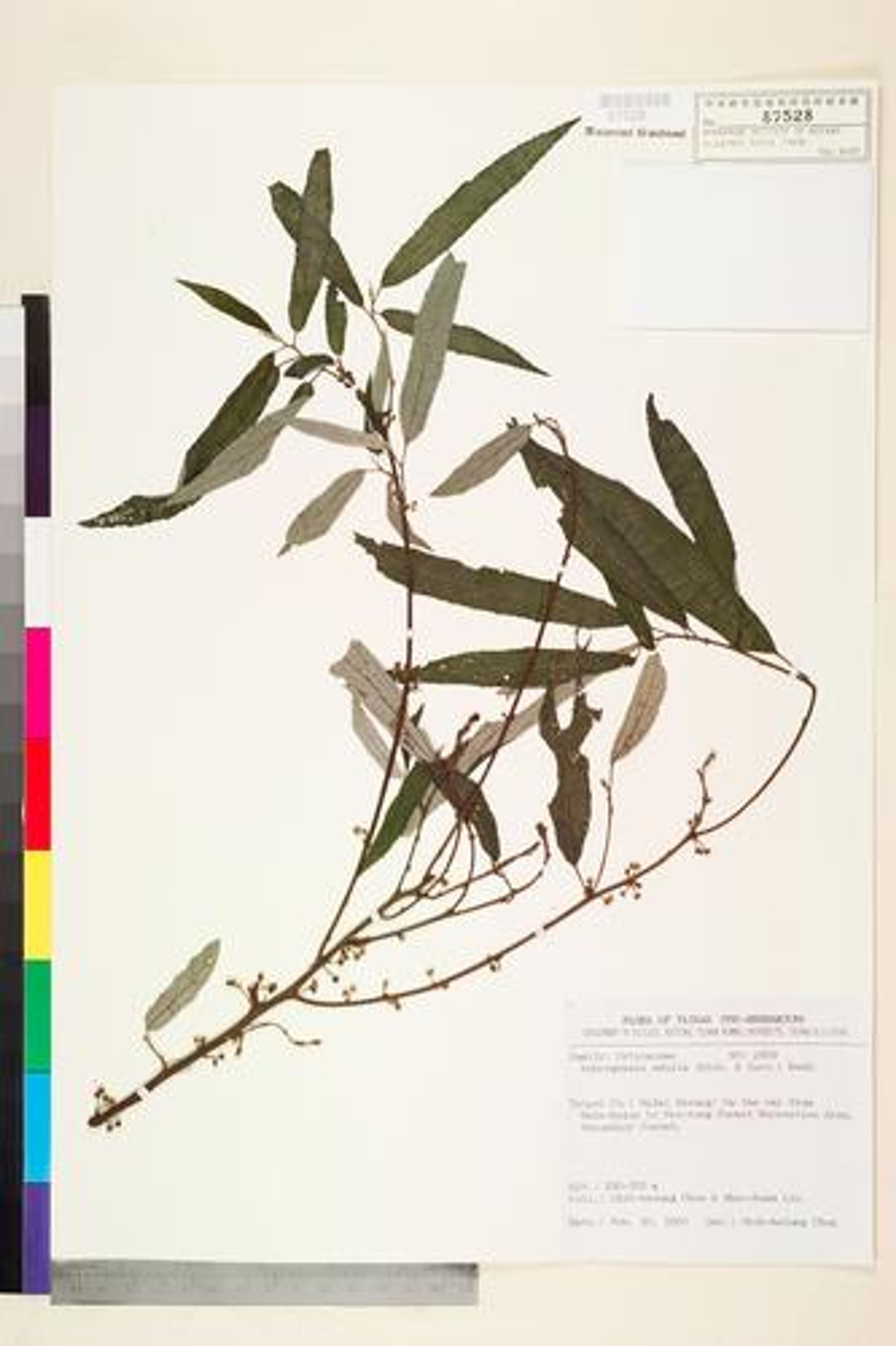 Debregeasia edulis - 50