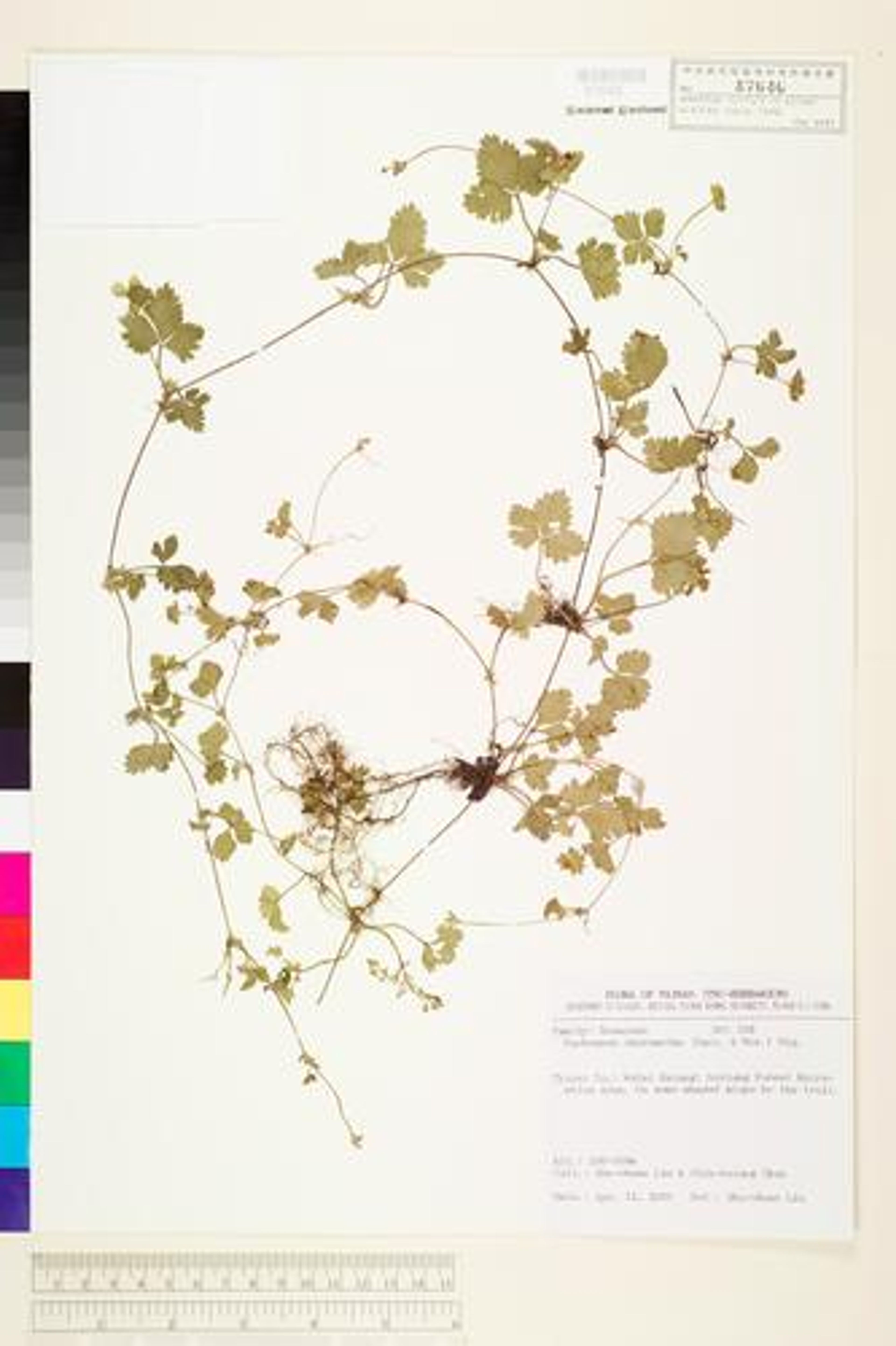 Duchesnea chrysantha - 53