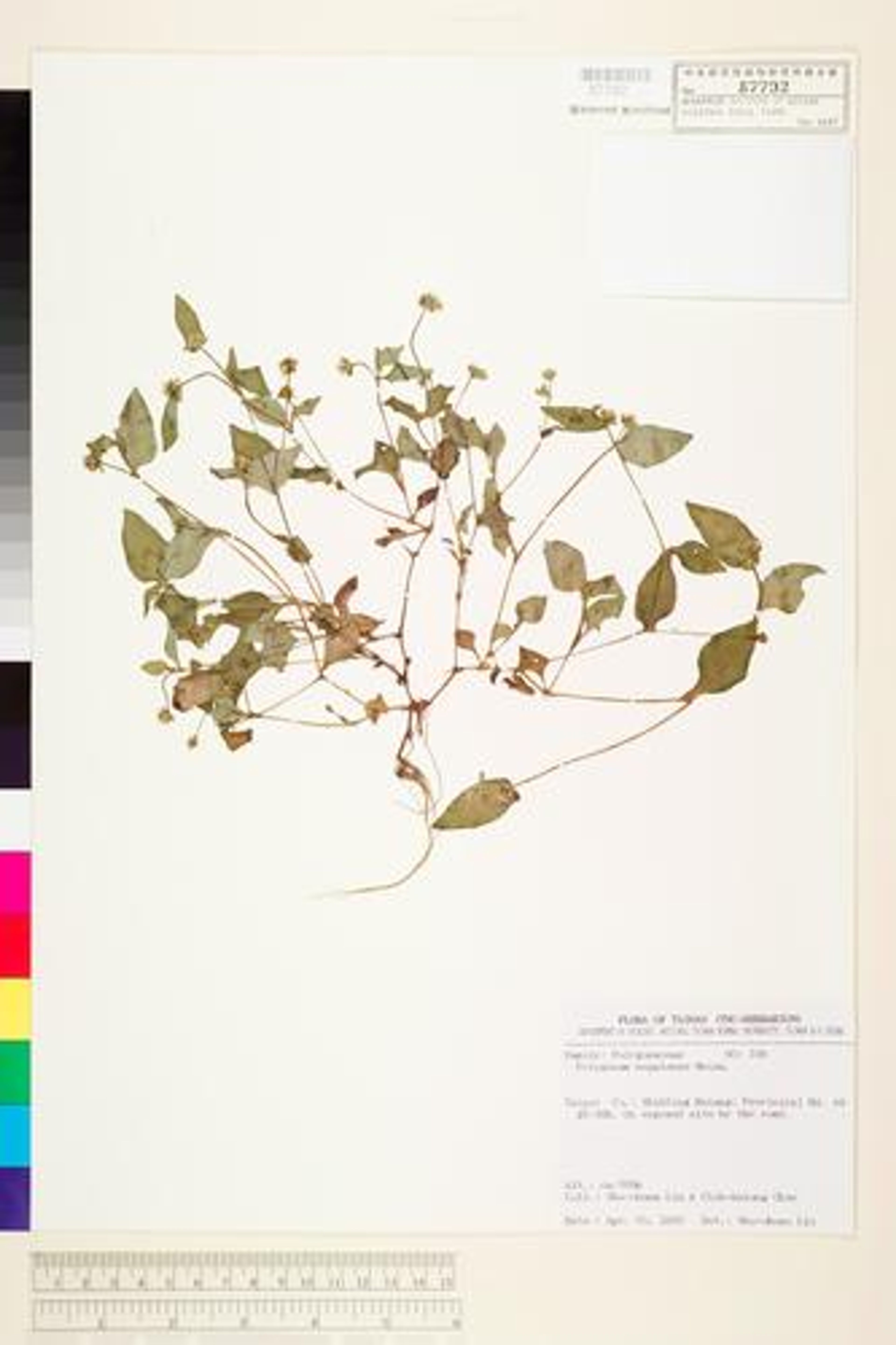 Polygonum nepalense - 81