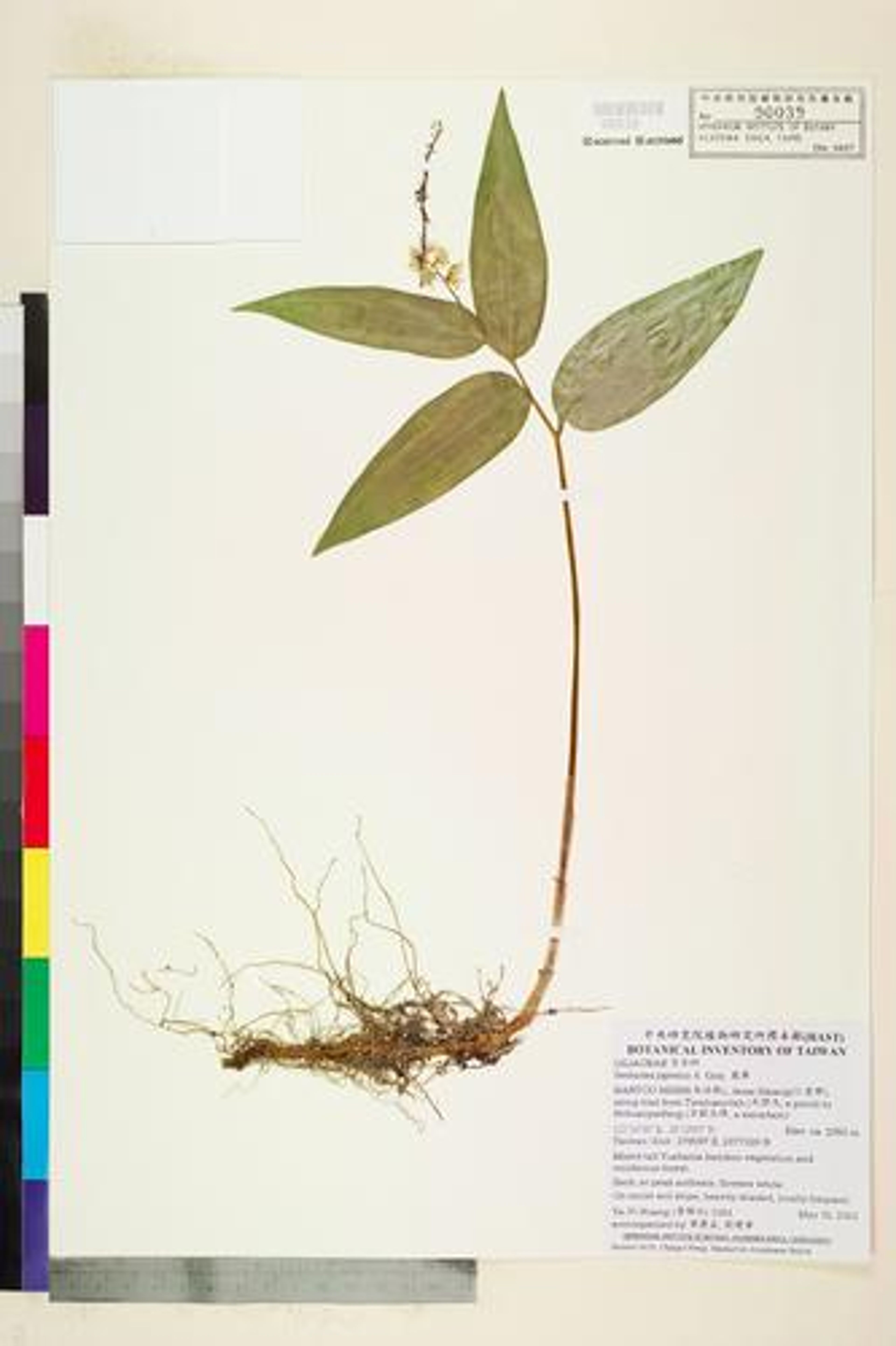 Smilacina japonica - 25