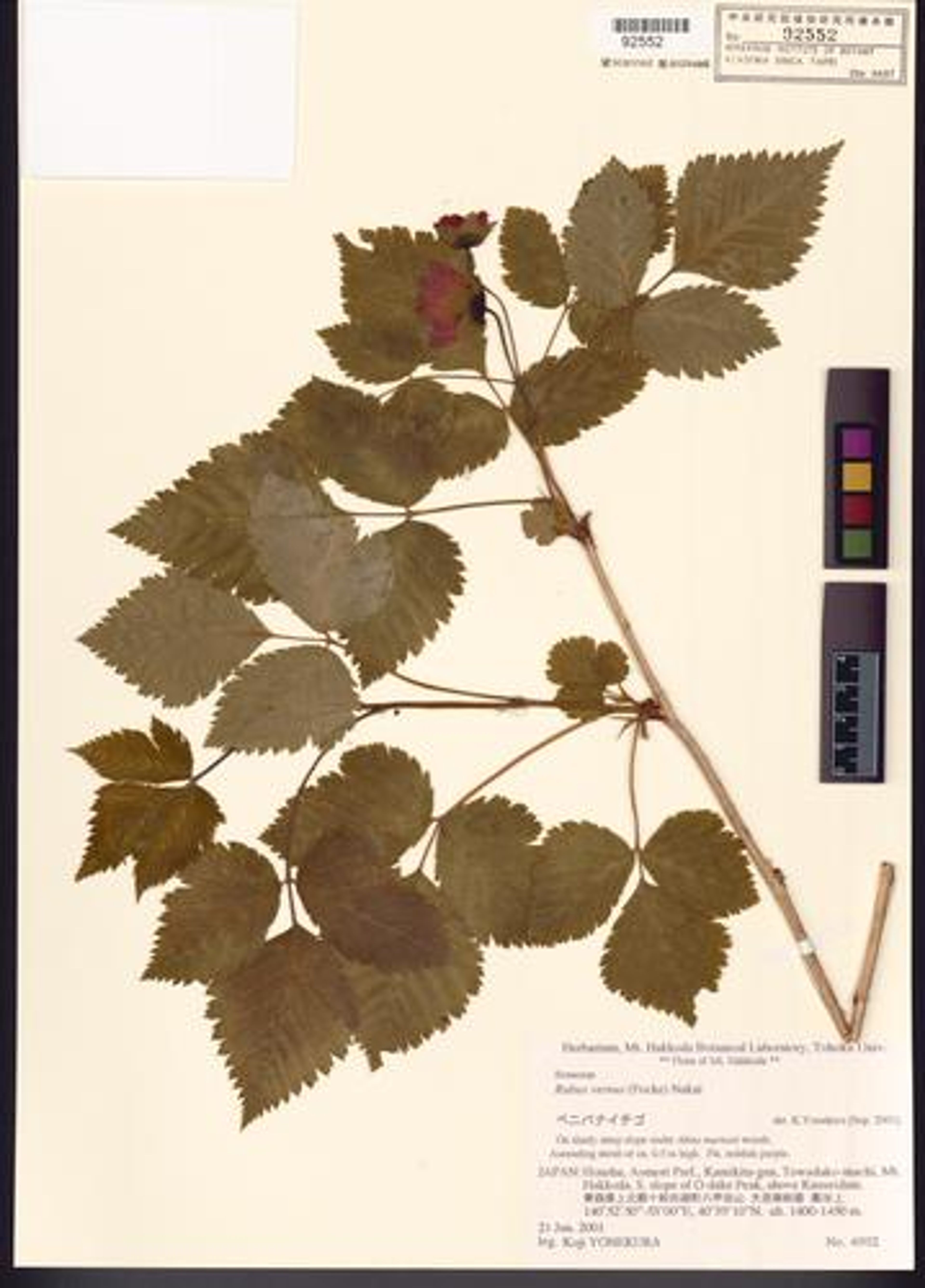 Rubus vernus - 39